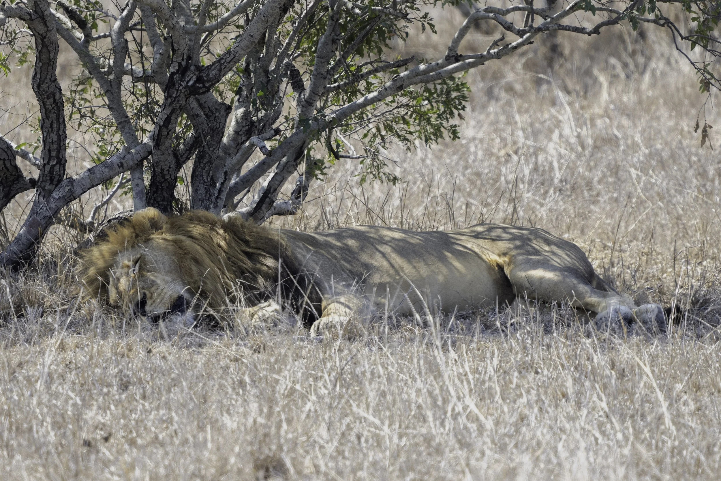 Lion