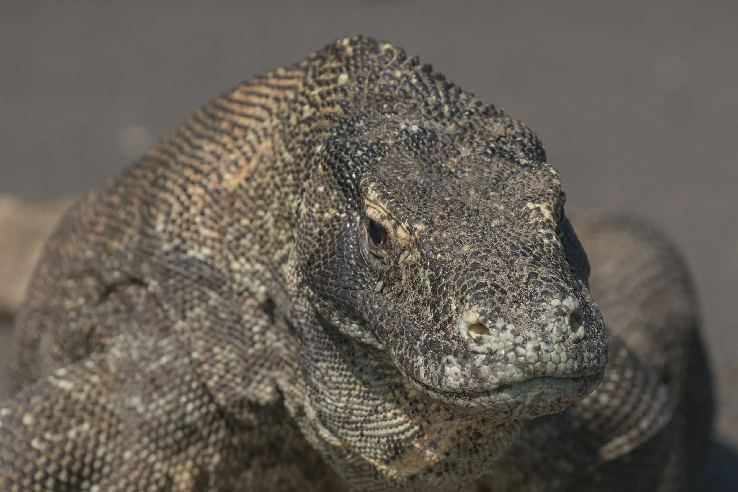 Komodo Dragon, Indonesia