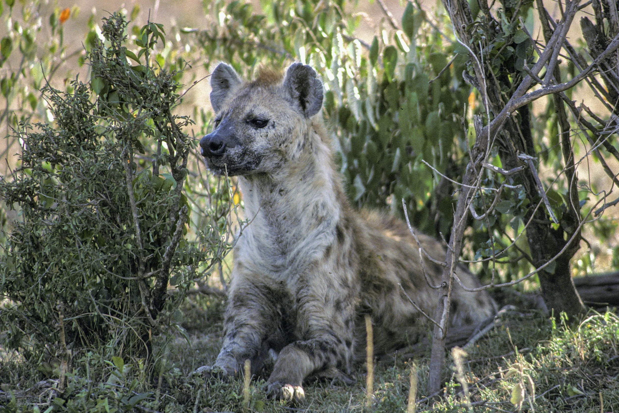 Hyena