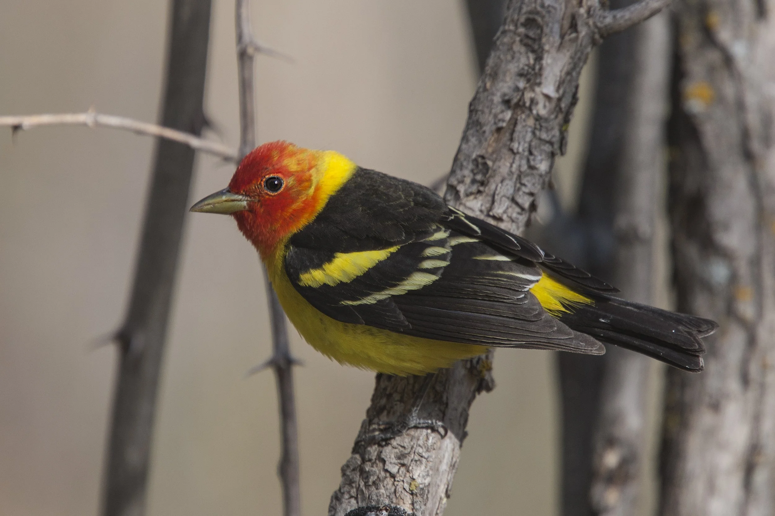 Western Tanager
