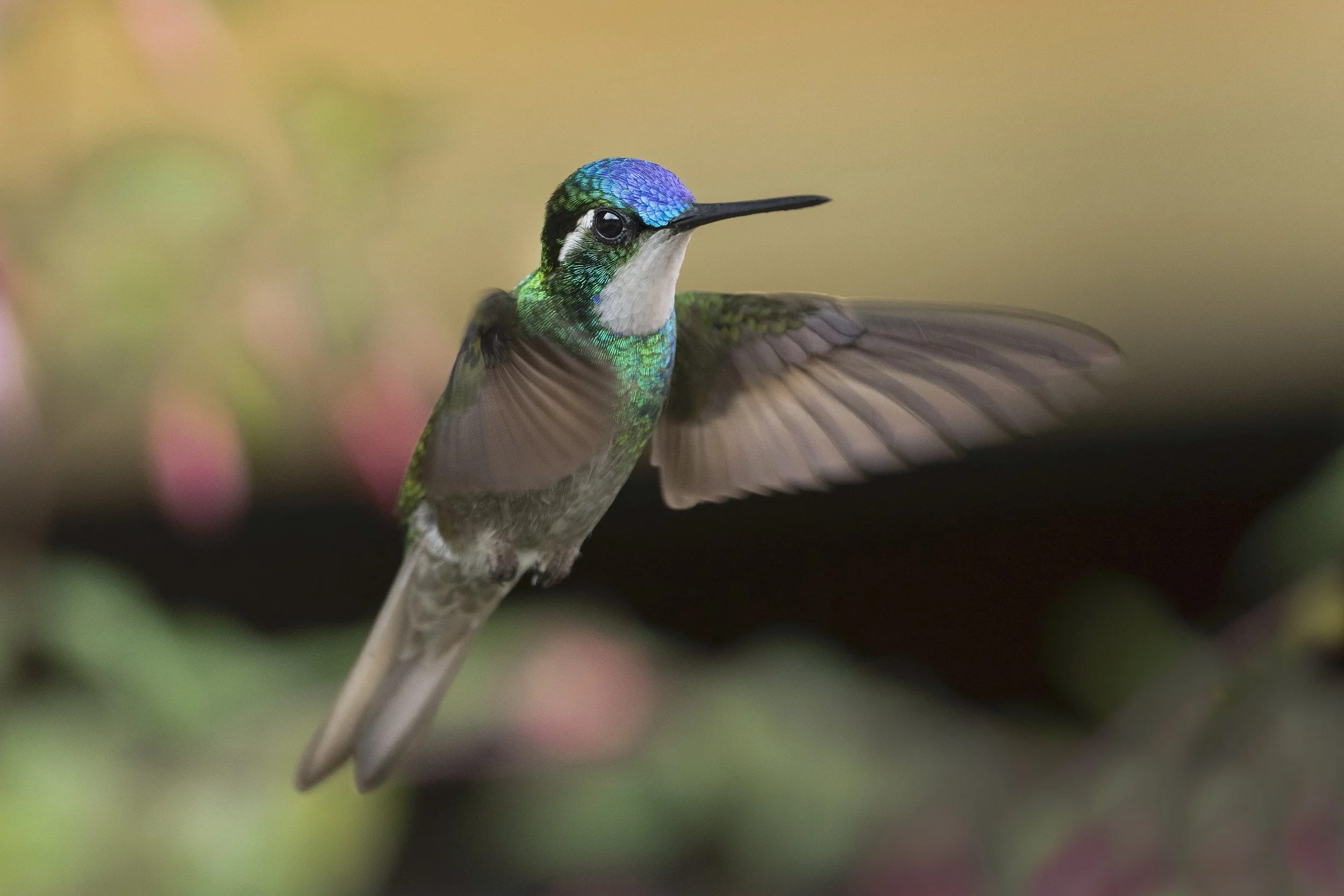 White-throated Mountain-gem