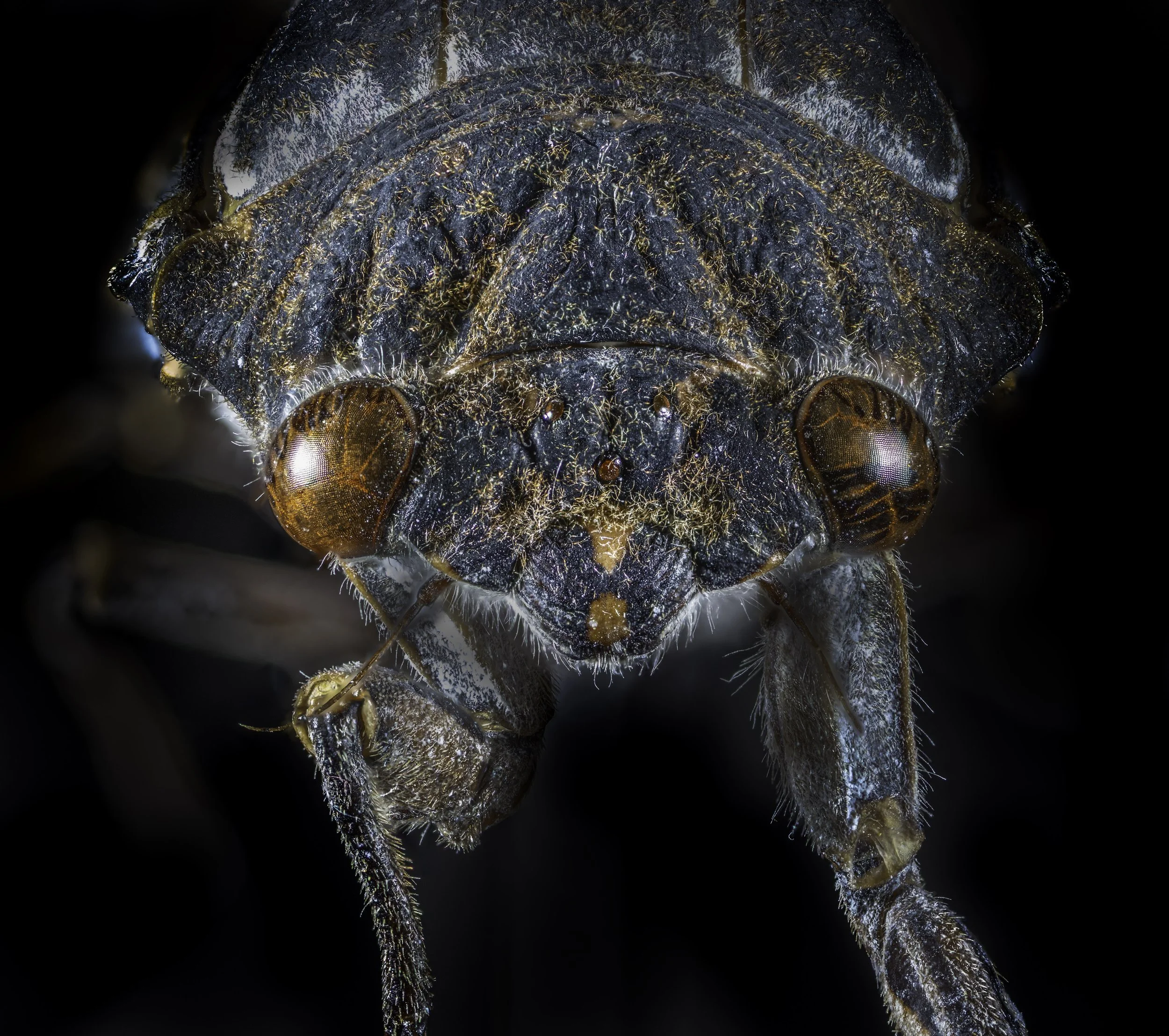 Cicada2.jpg