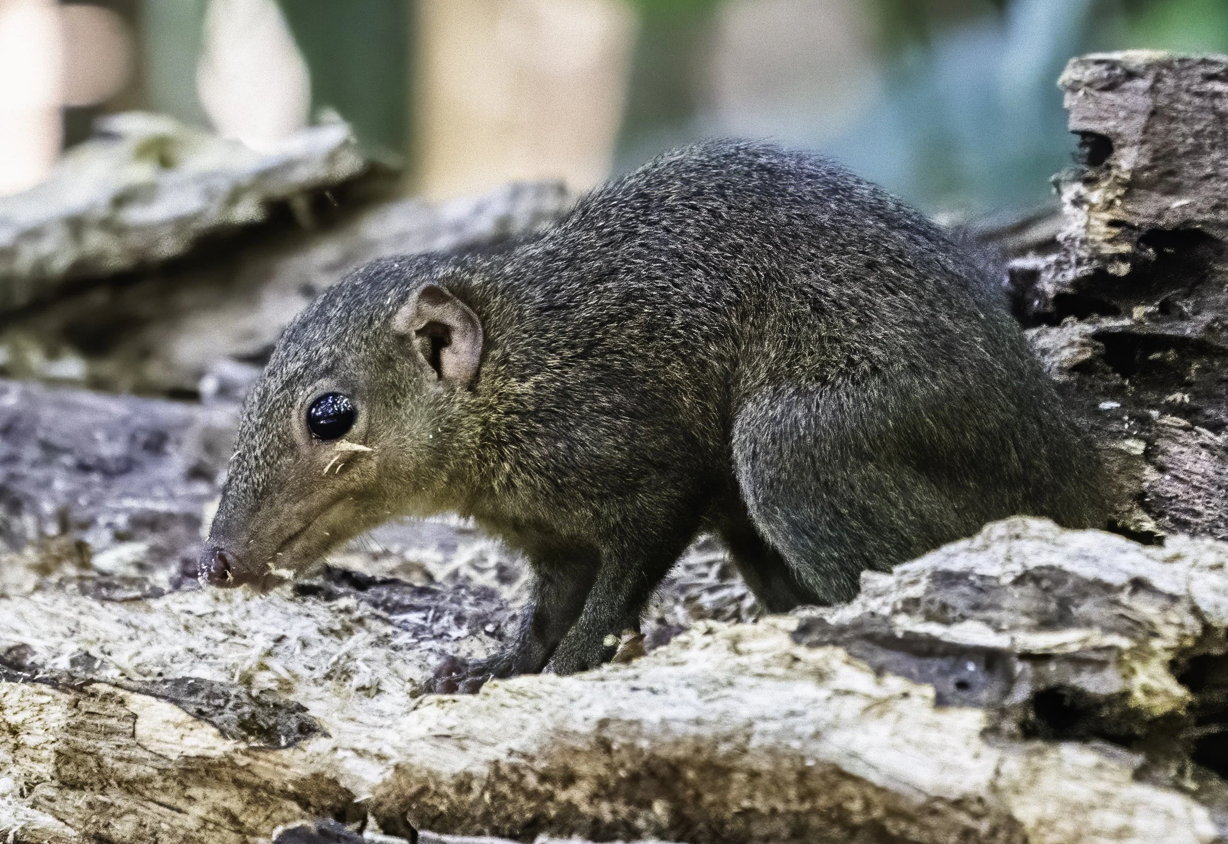 Northern Slender-tailed Treeshrew