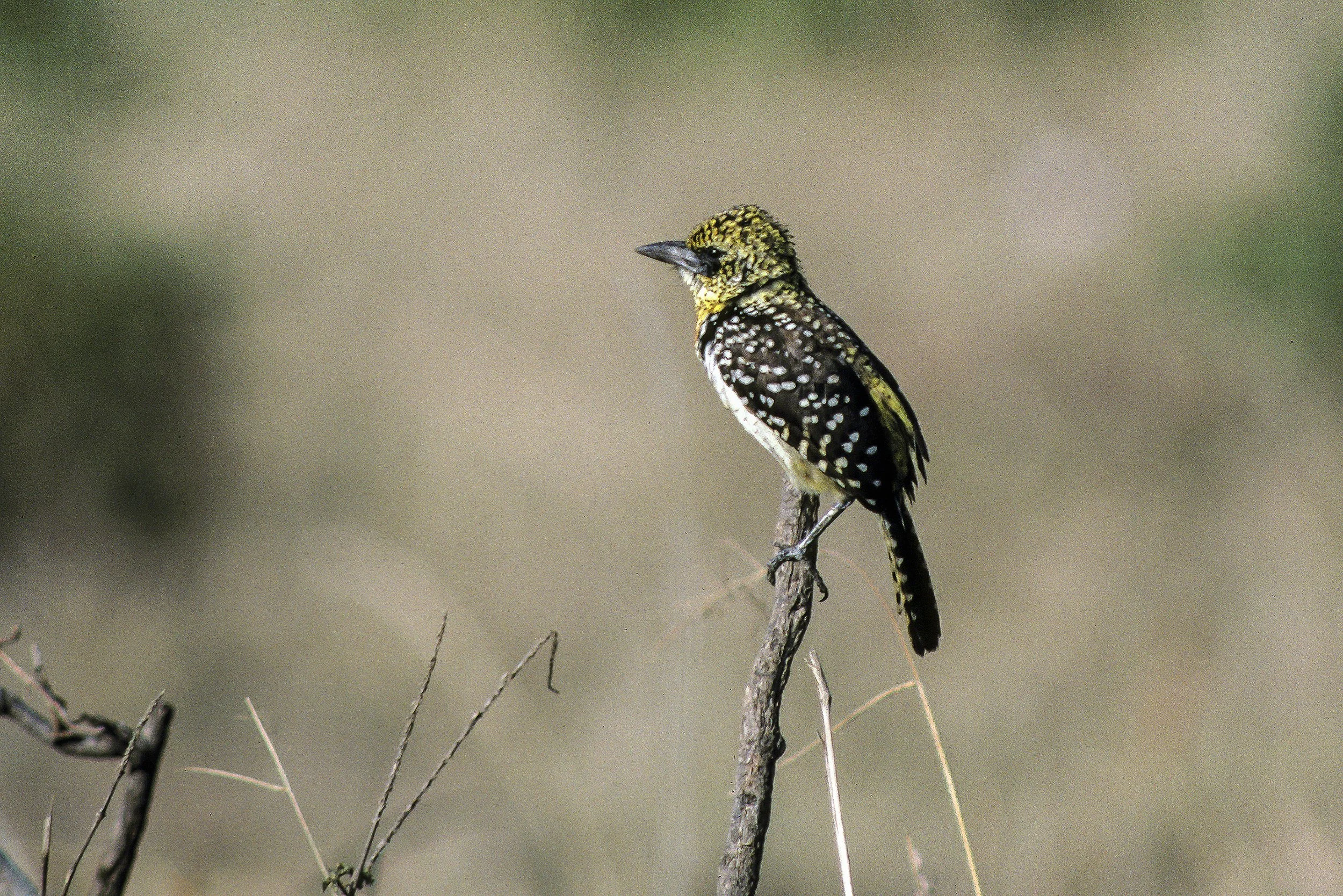 Darnauds Barbet