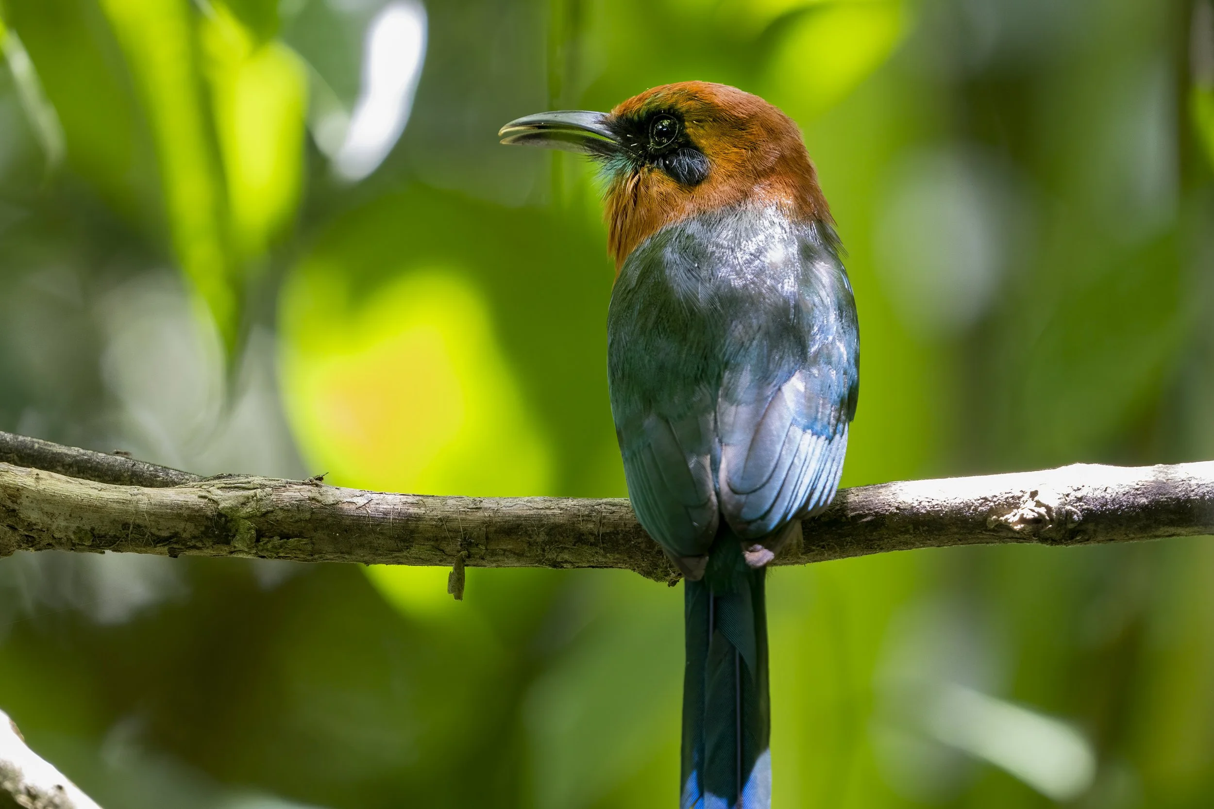 Broad Billed Motmot