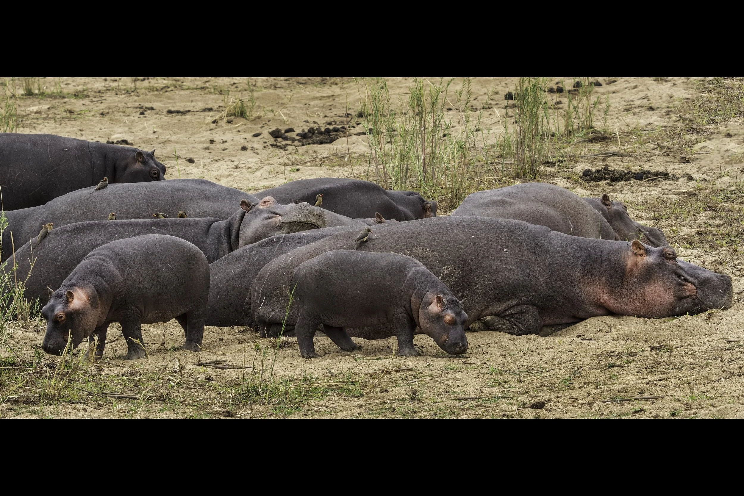 Hippo
