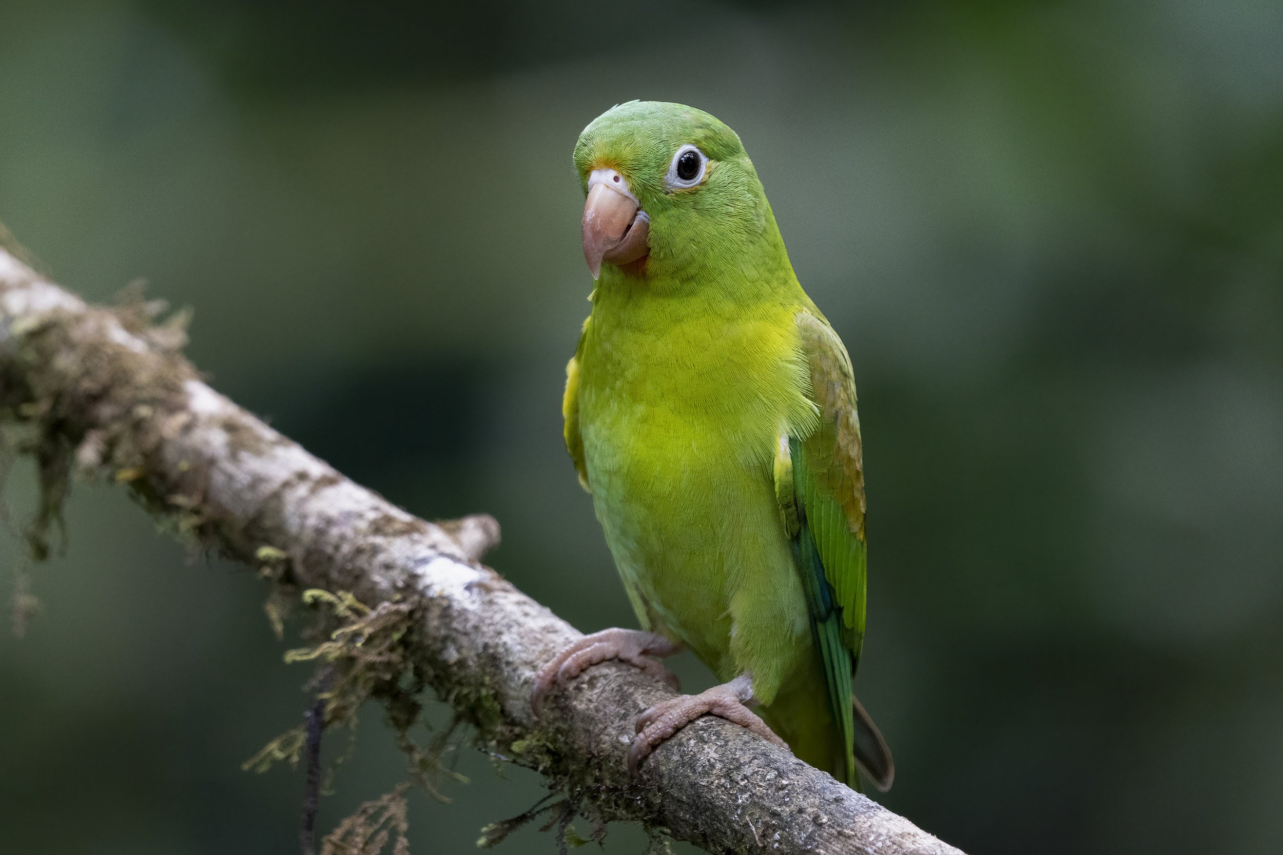 Orange-chinned Parakeet 