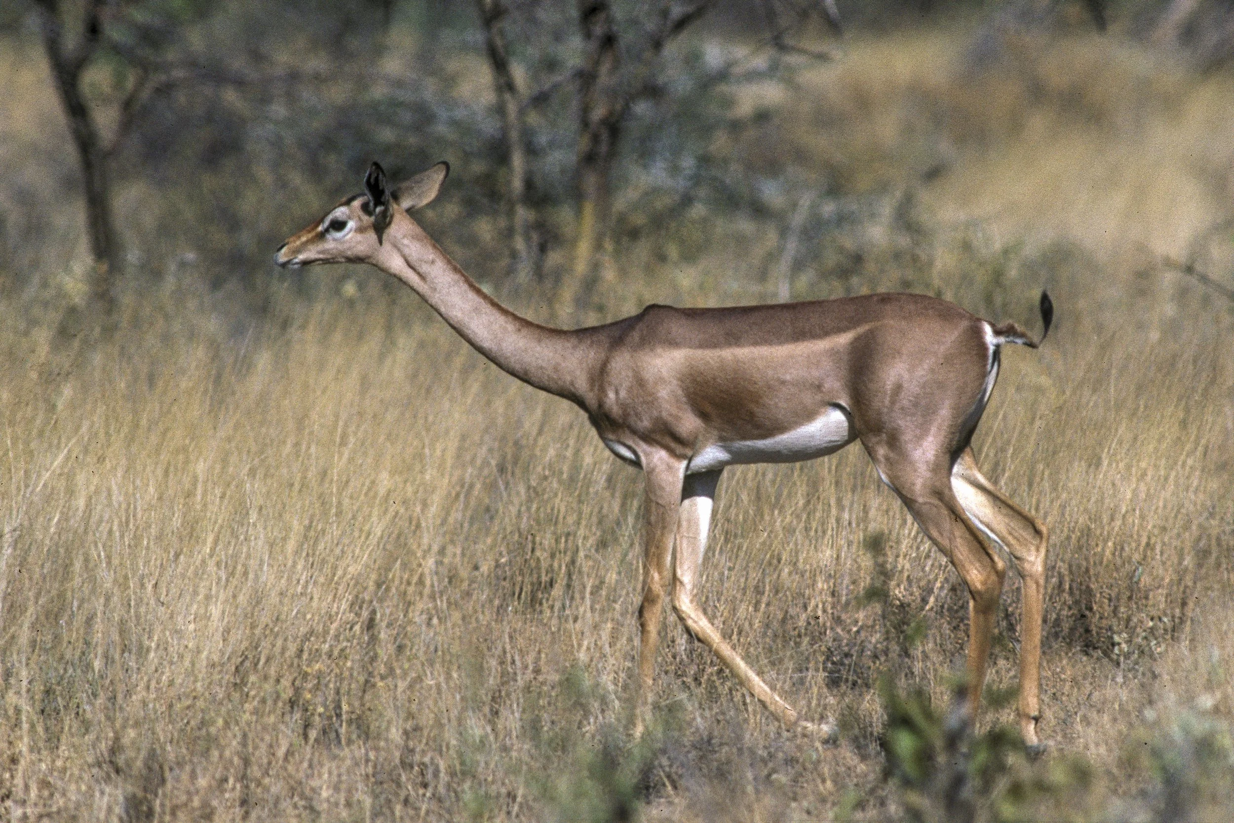 Gerenuk