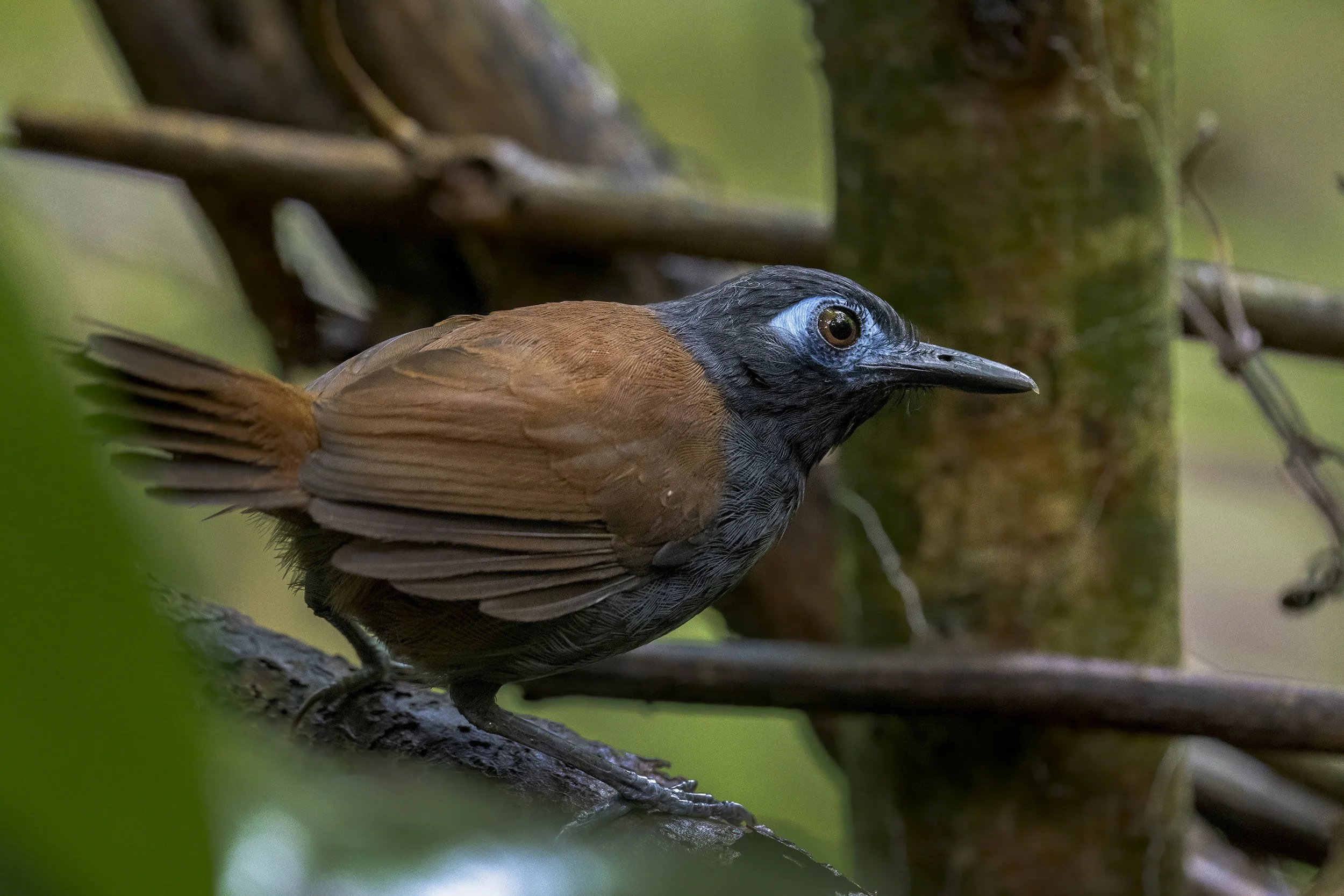 Chestnut Backed Antbird