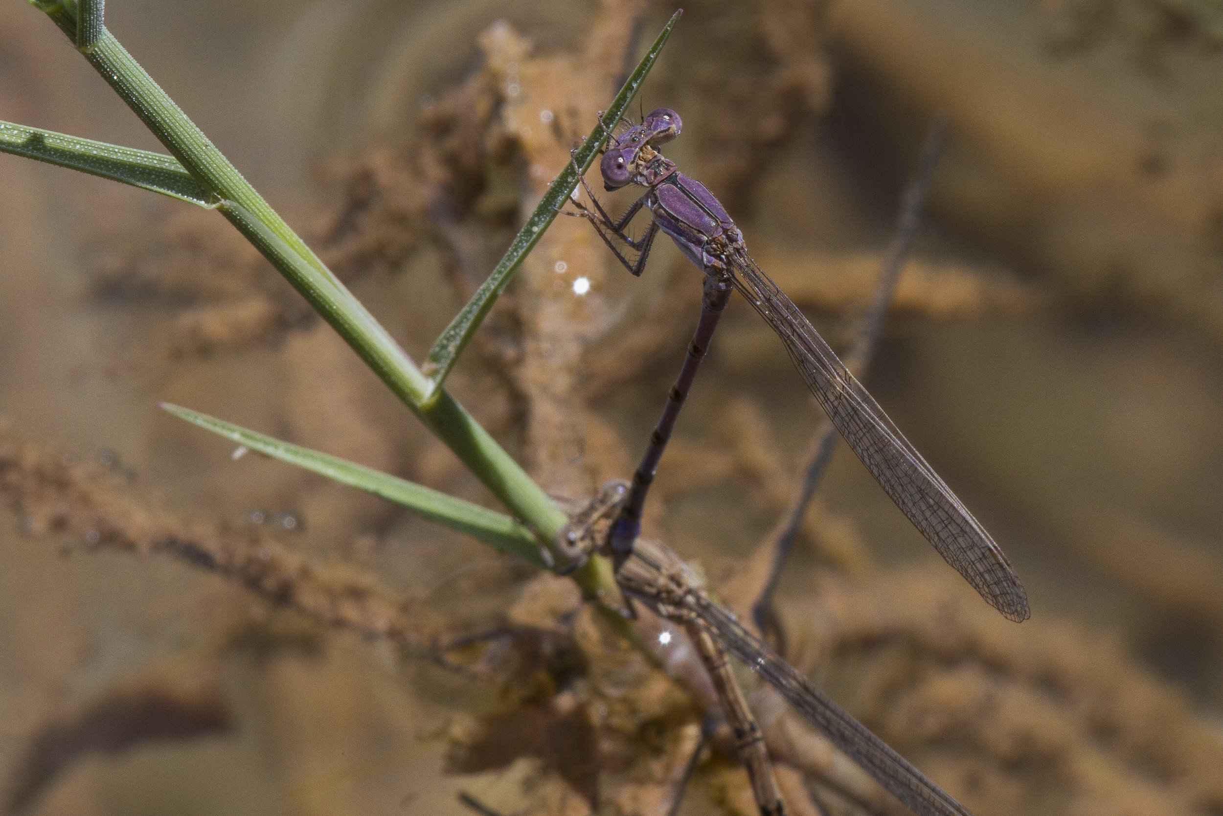 Argia fumipennis violacea_IMG_2815.jpg