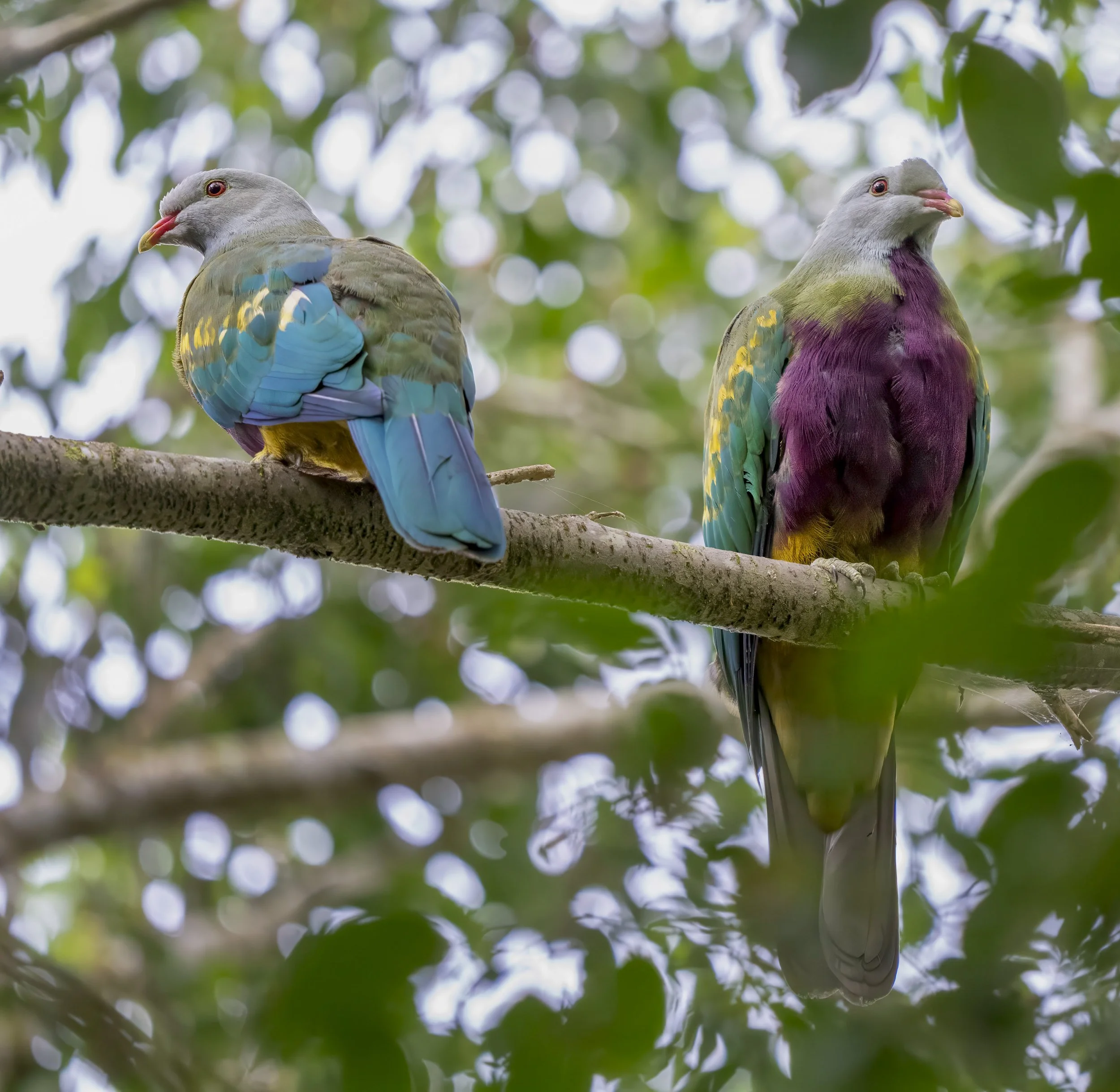 Wompoo Fruit Dove