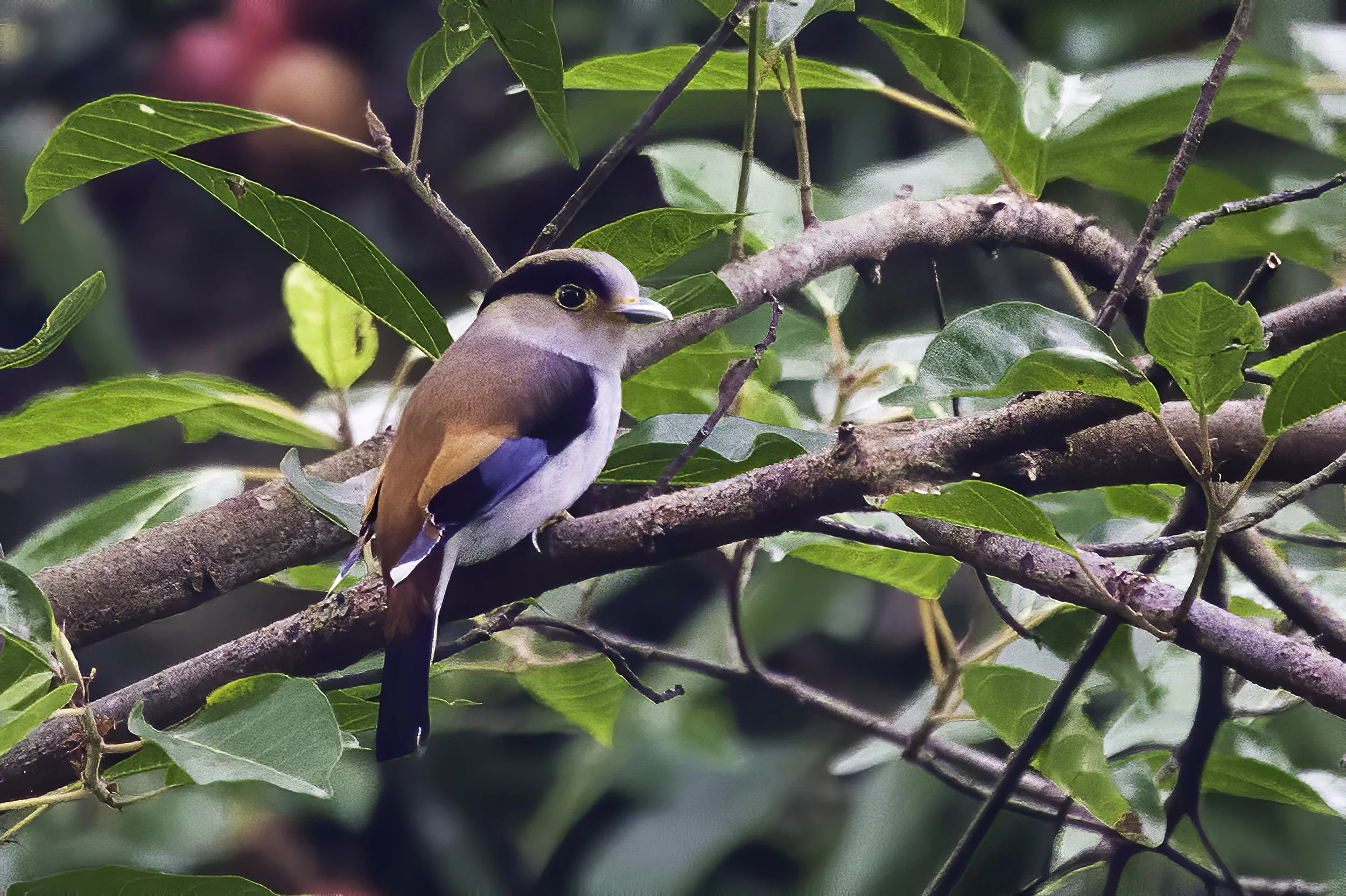 Silver Breasted Broadbill 