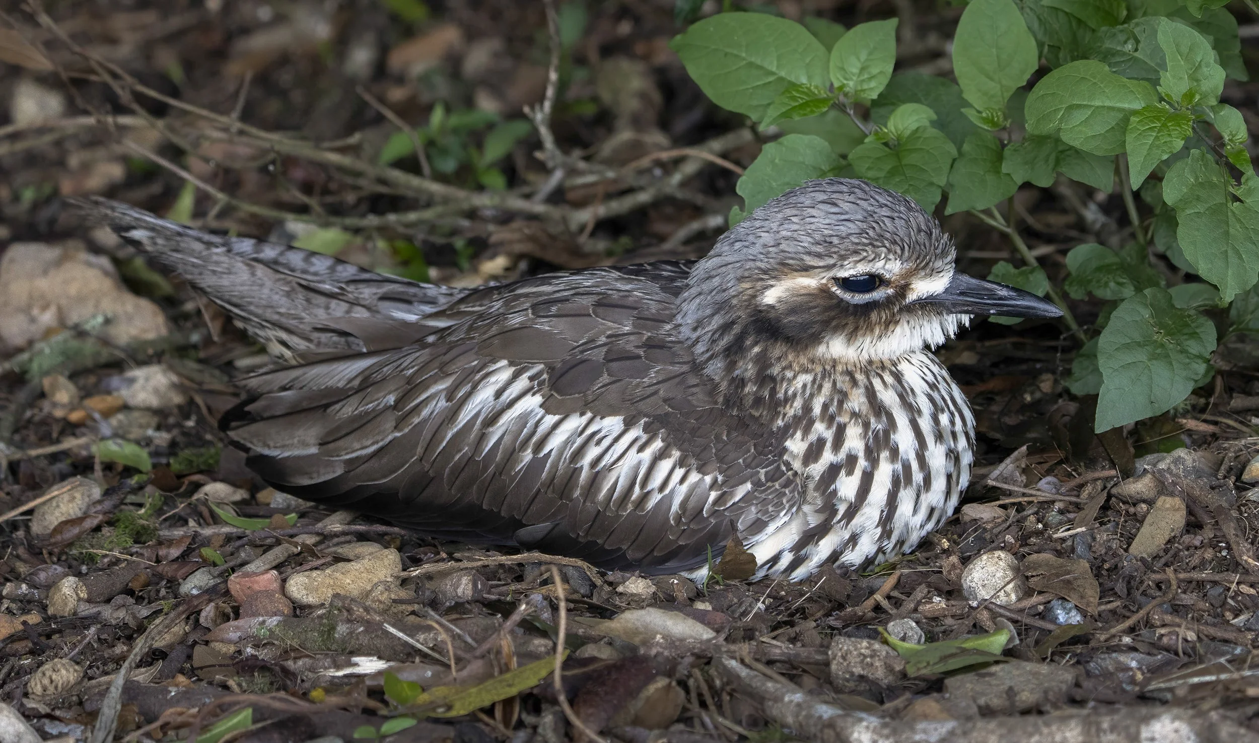  Bush Stone Curlew