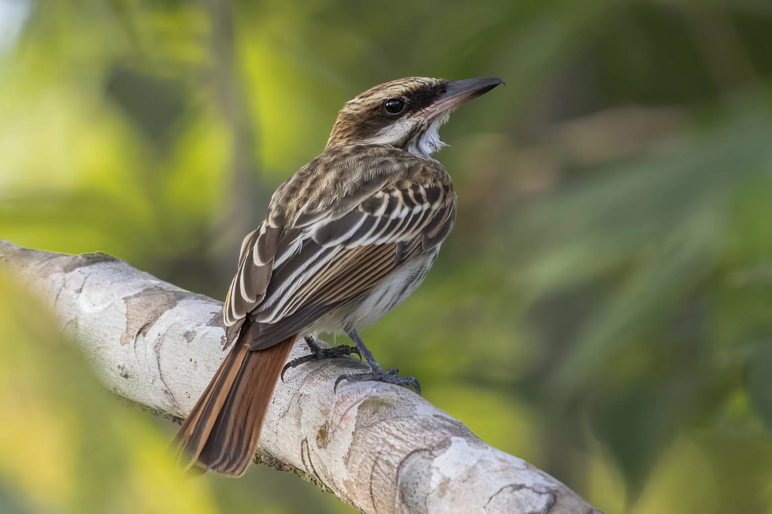 Streaked Flycatcher