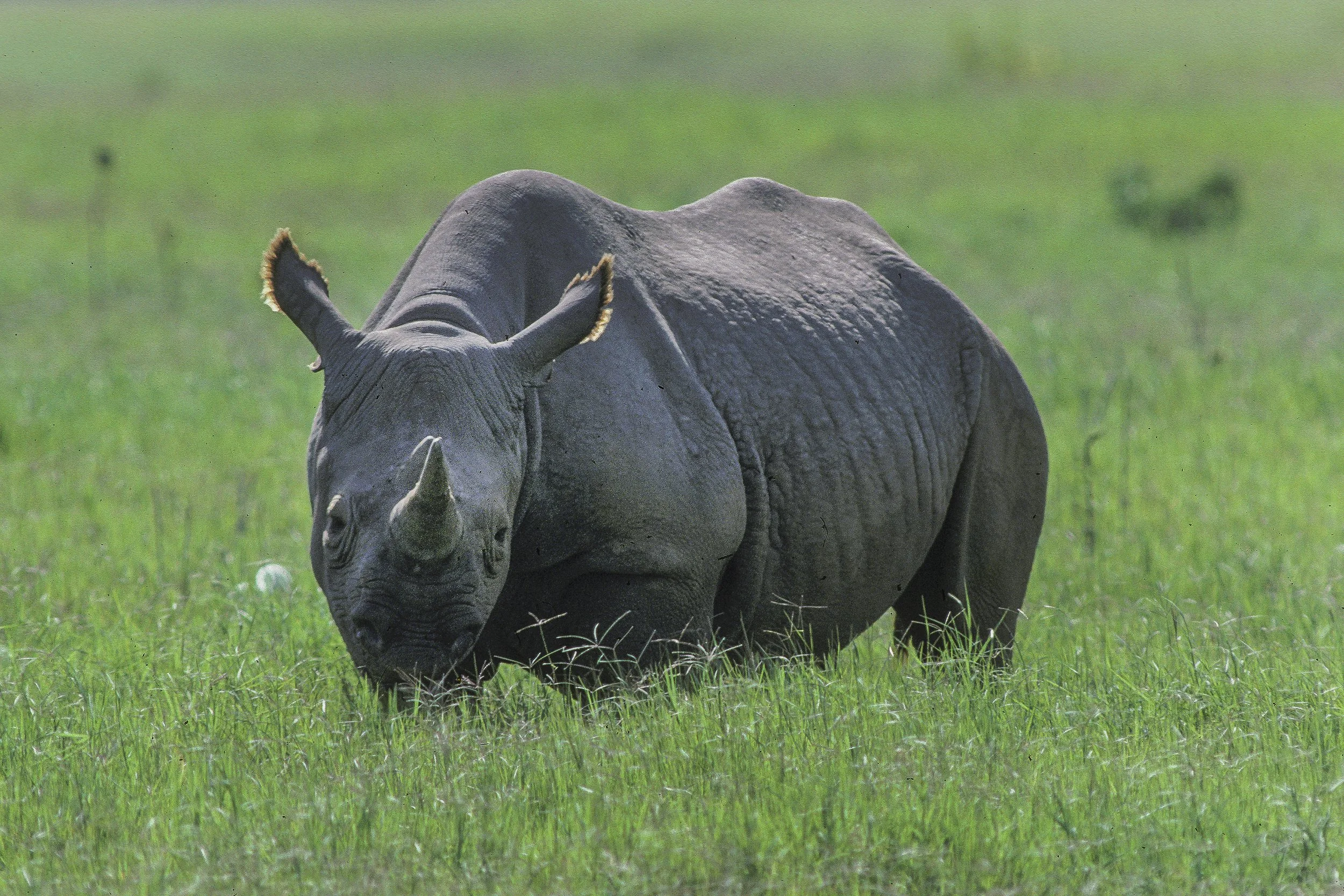 White, Rhinoceros, Kenya