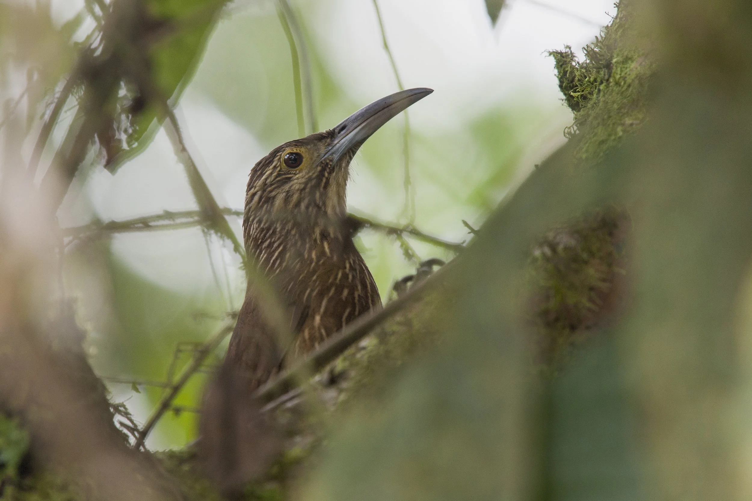 Strong-billed Woodcreeper 