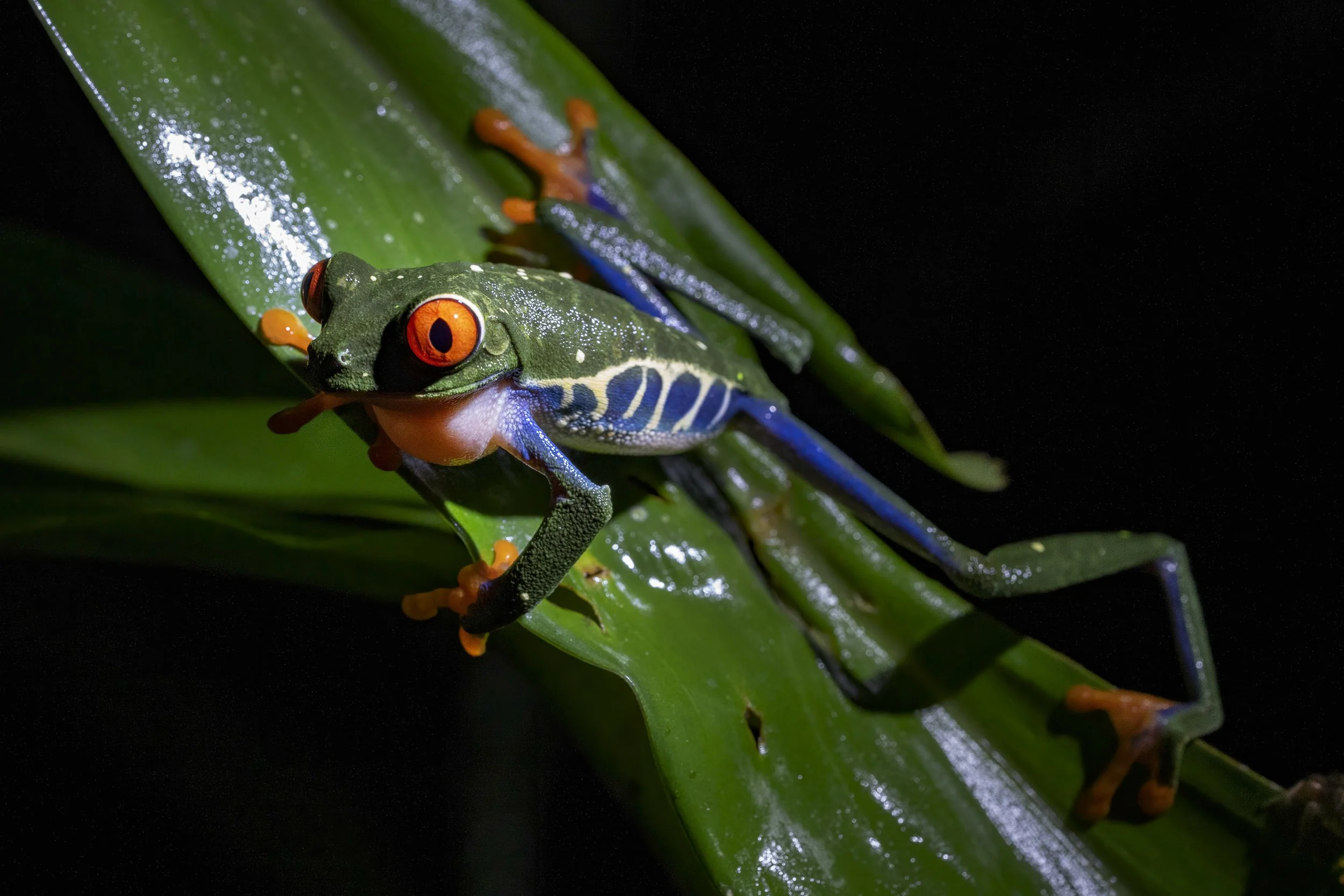Red Eyed Leaf Frog