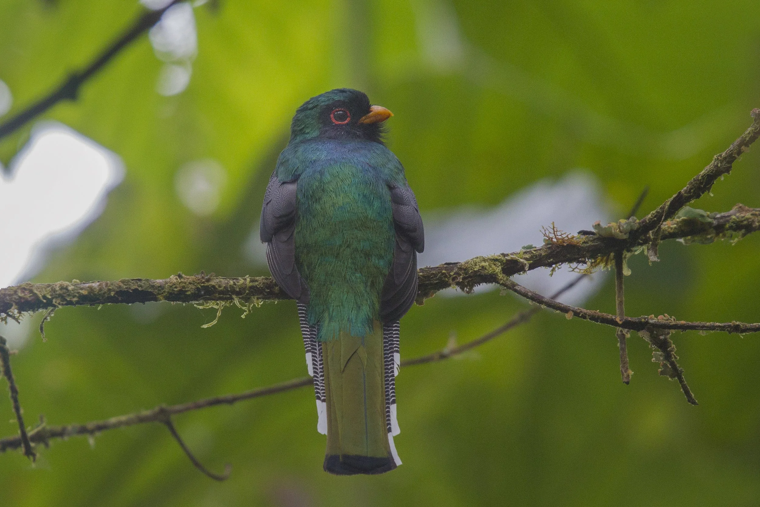 Masked Trogon