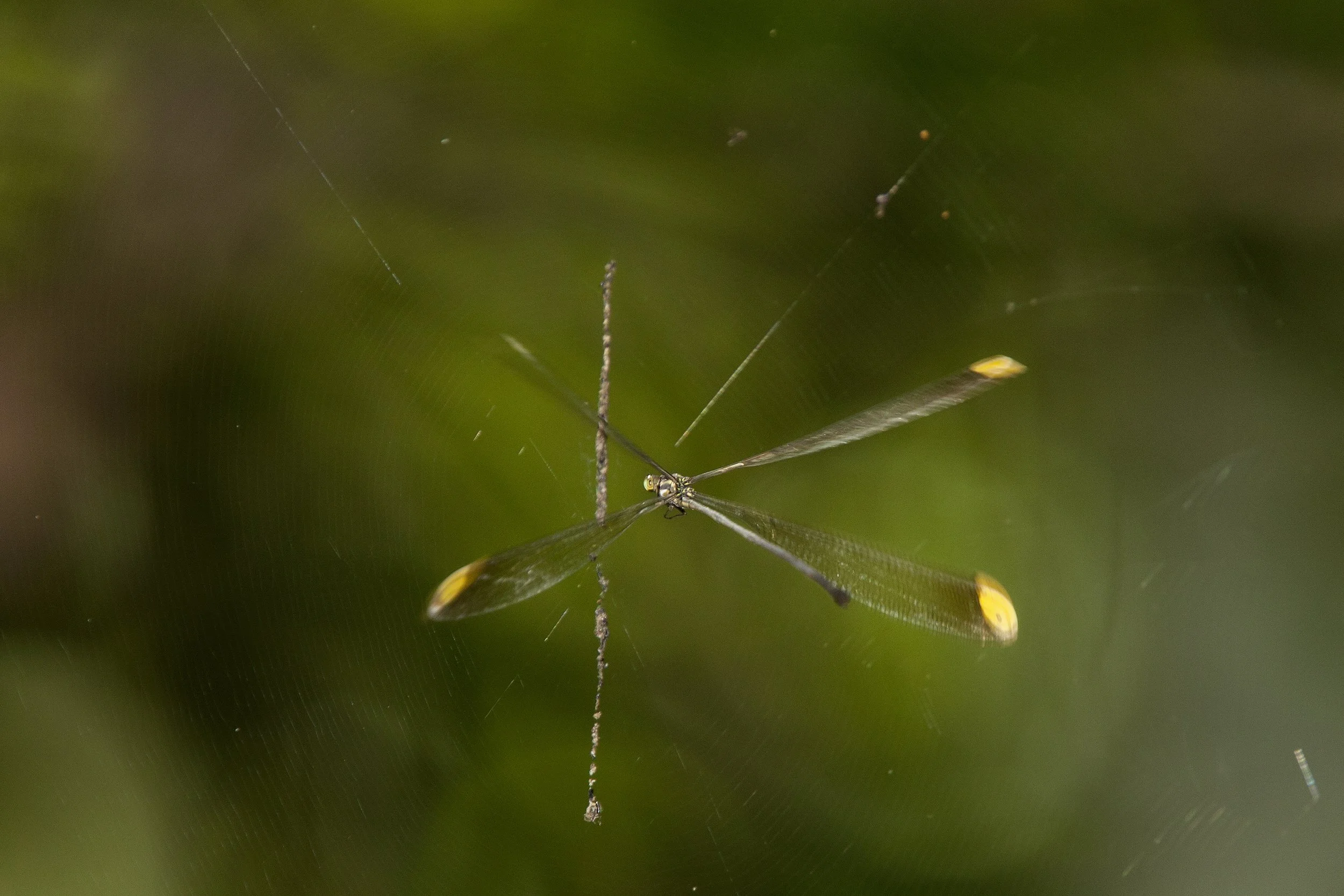 Helicopter Damselfly