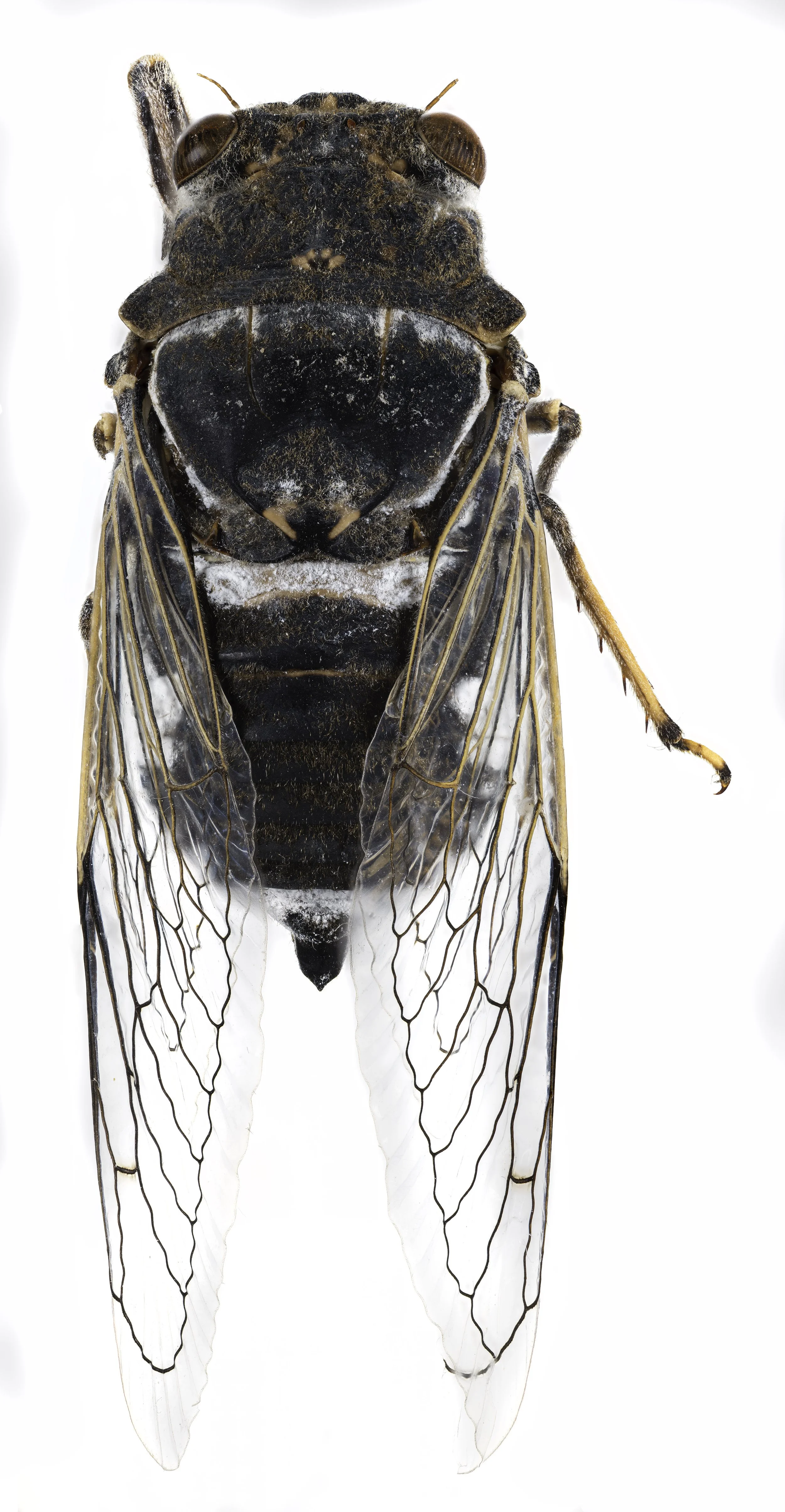 Cicada.jpg