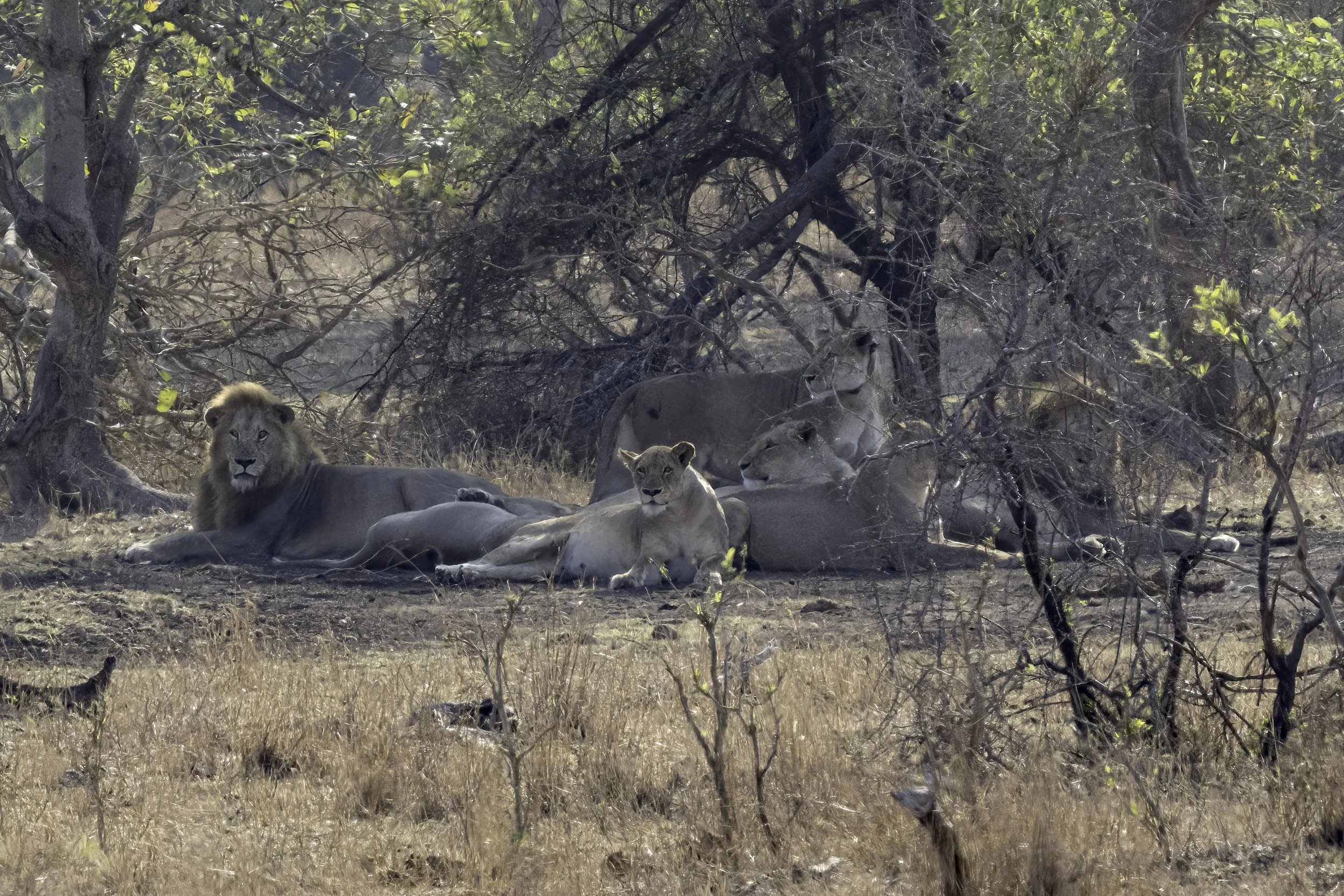 Lion