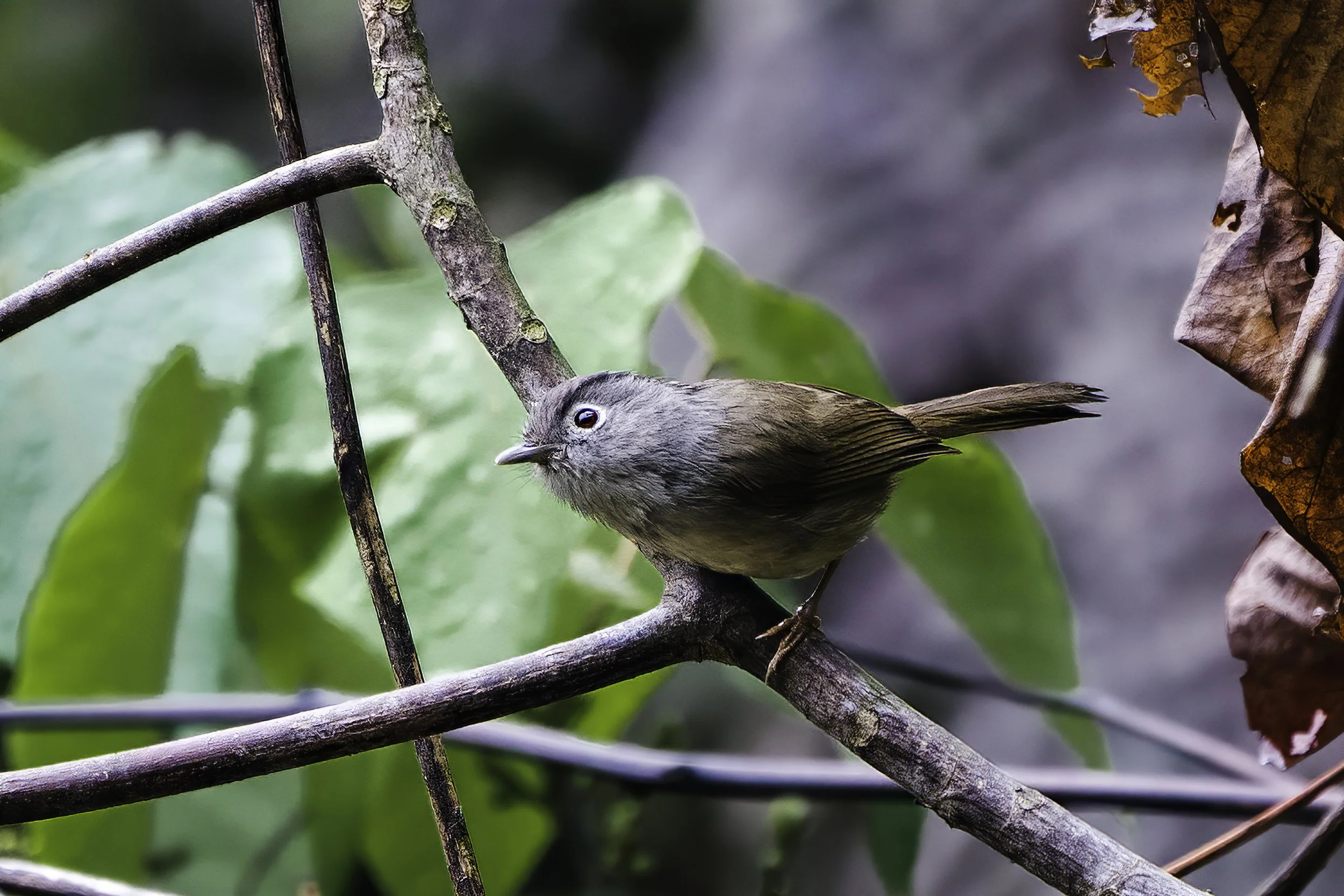 Mountain Fulvetta
