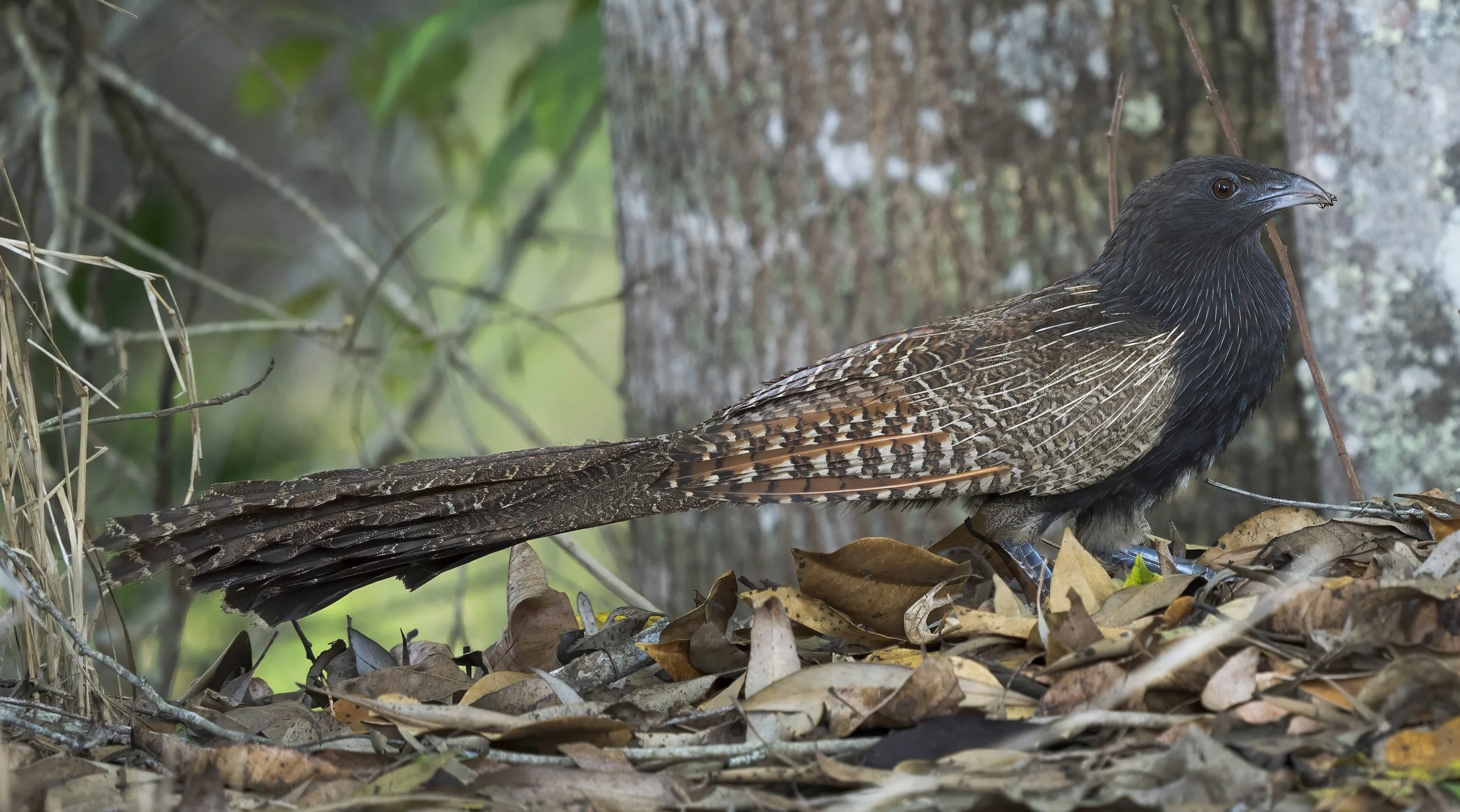 Pheasant Coucal