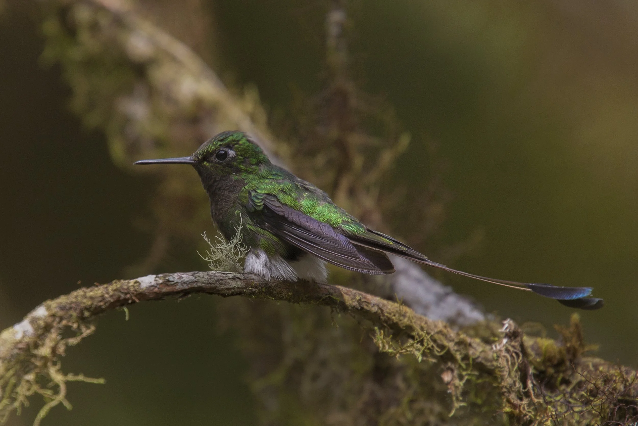 Booted Racket Tail
