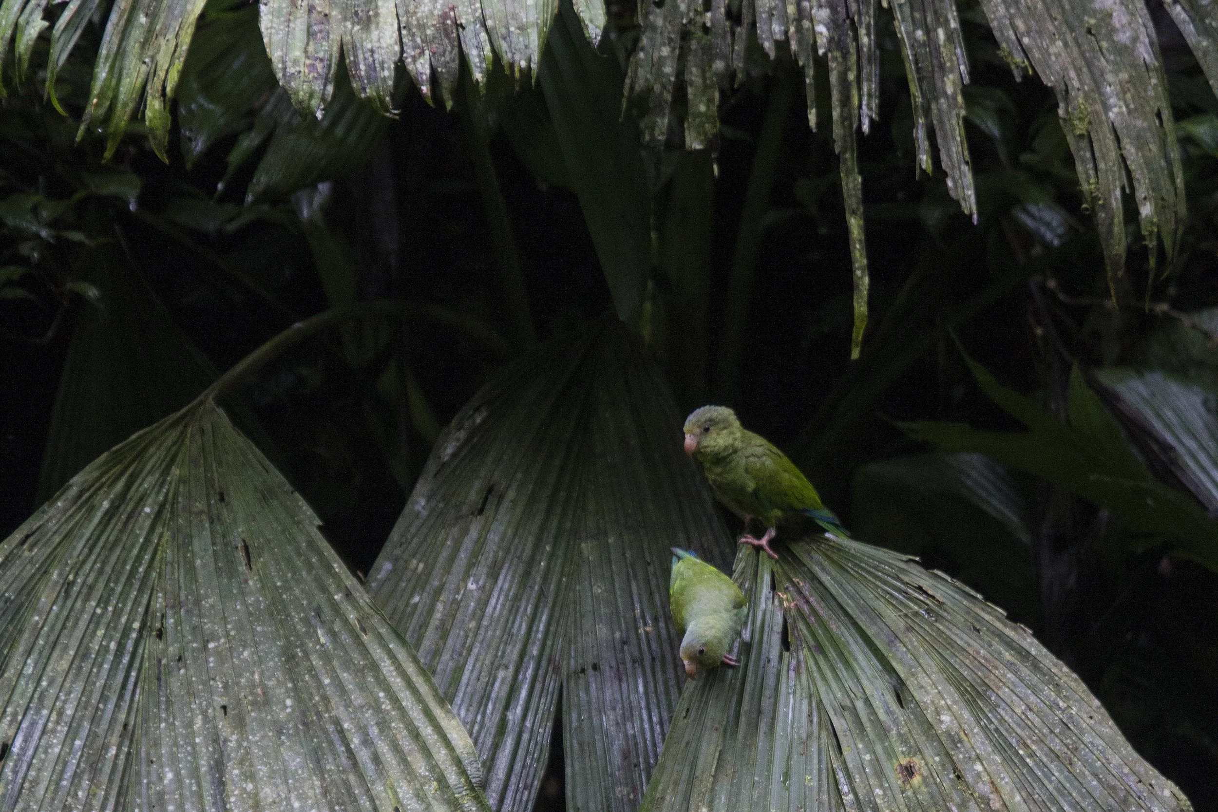 Blue Winged Parrotlet