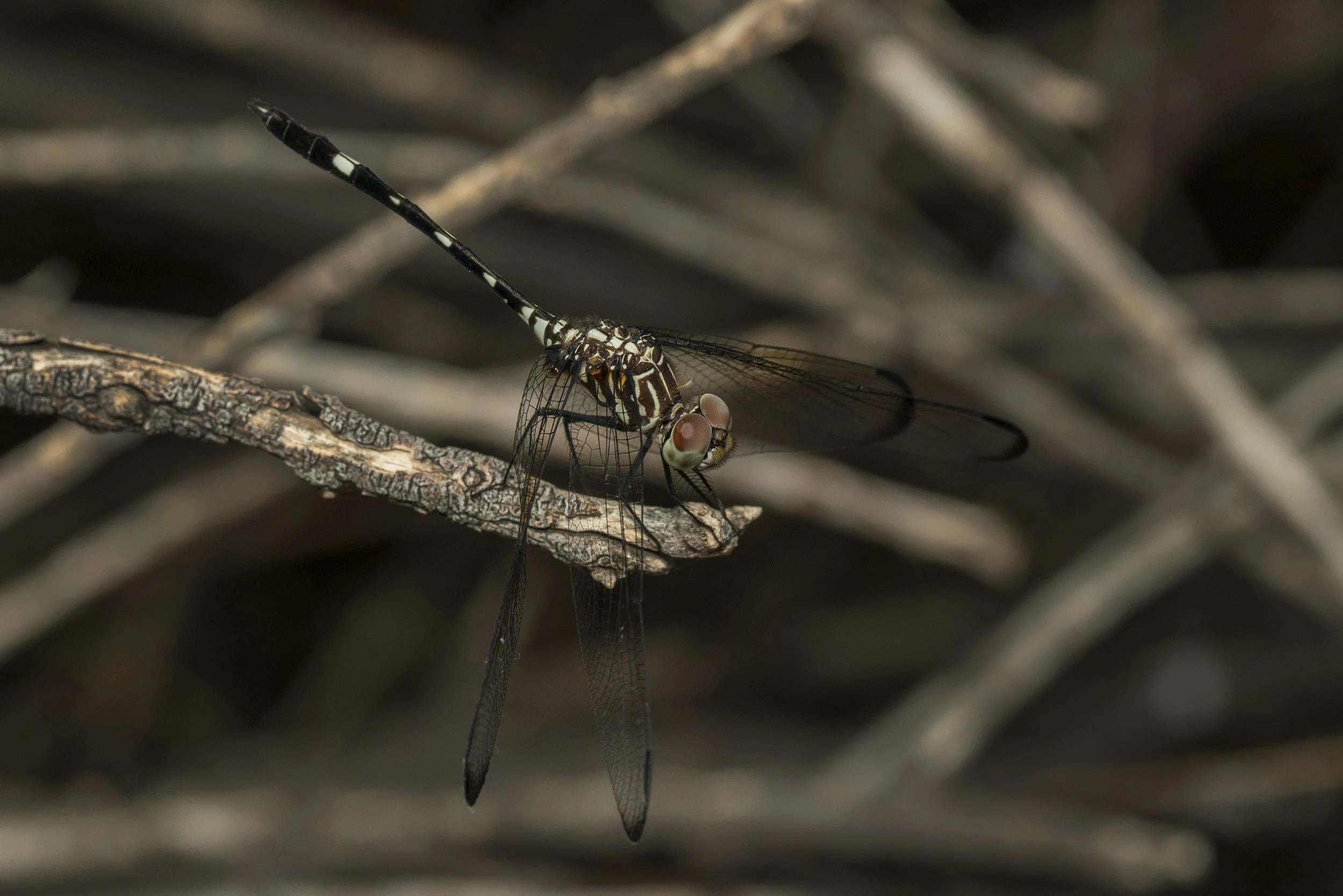 Swift Setwing (Dythemis velox)_DSC01164.jpg