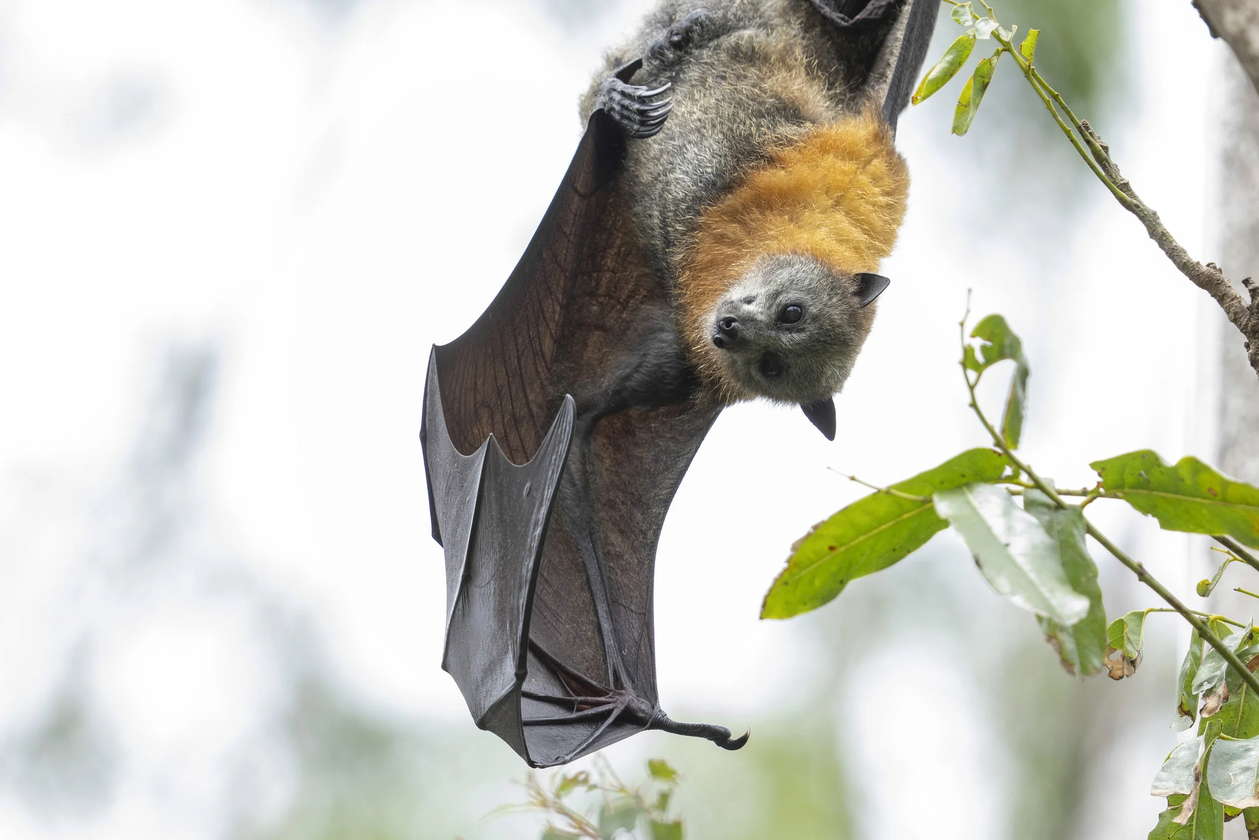 Black Flyiing-fox Fruit bat