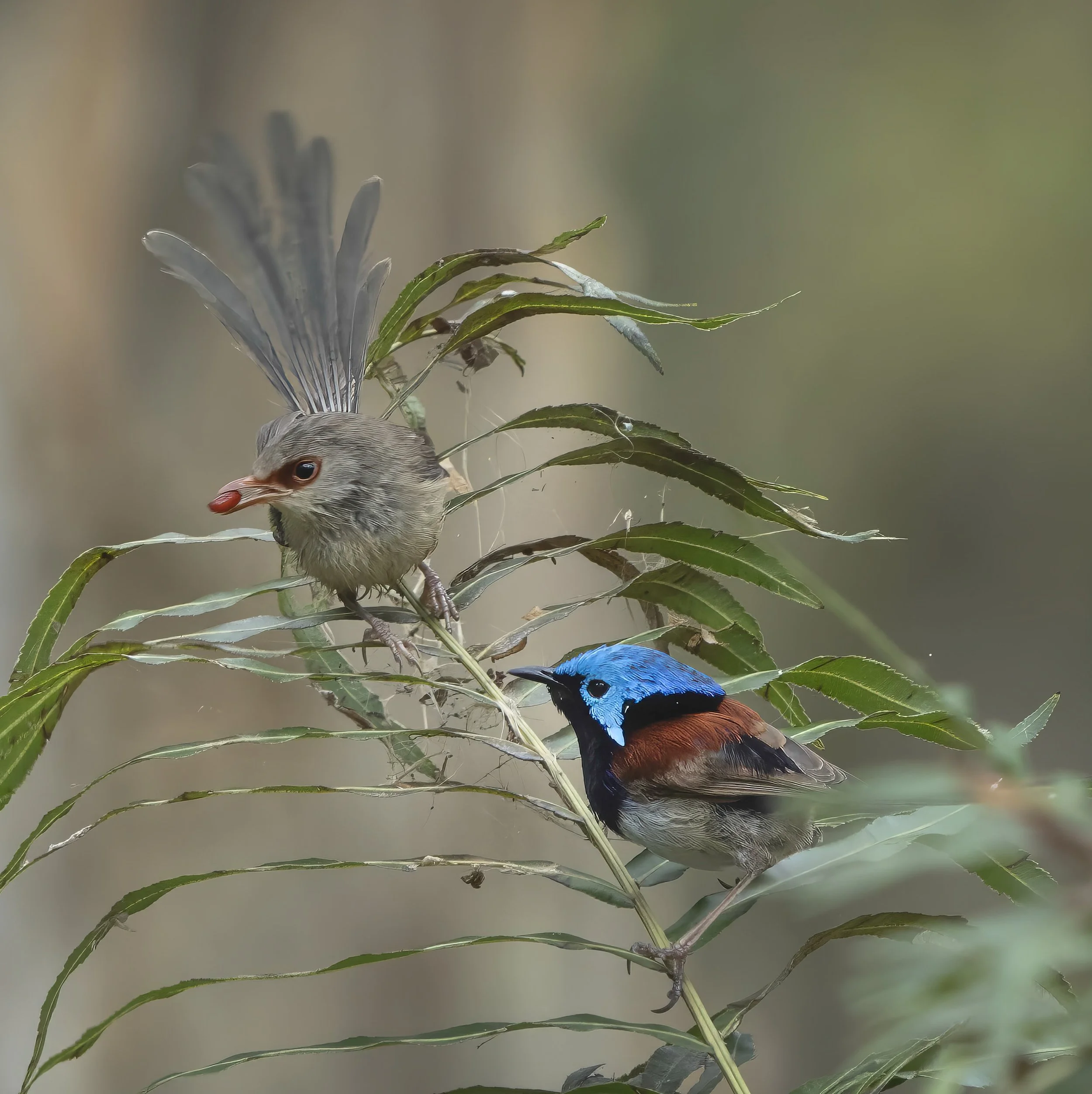 Variegated Fairywren