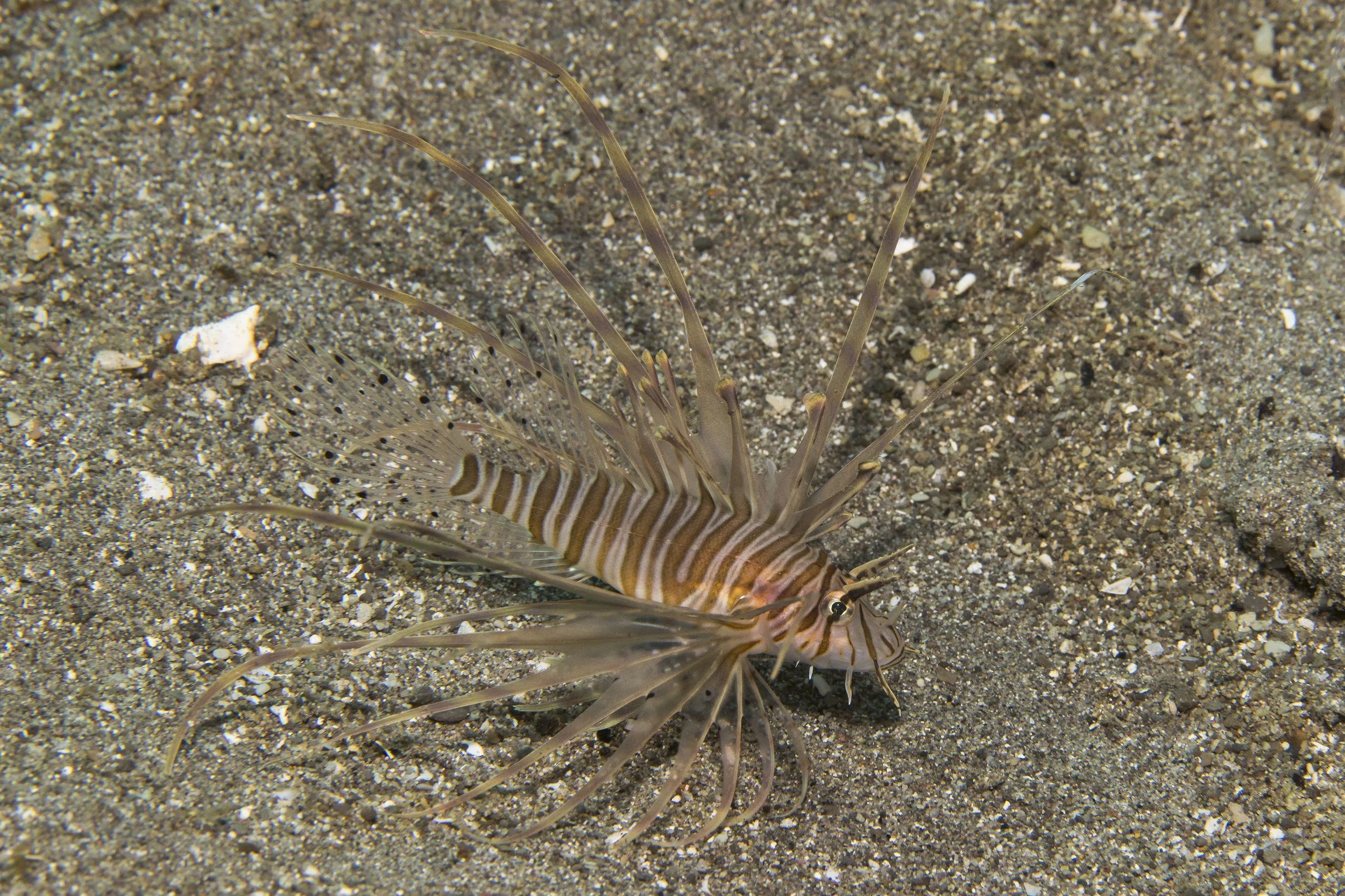 DSC02015.jpg
