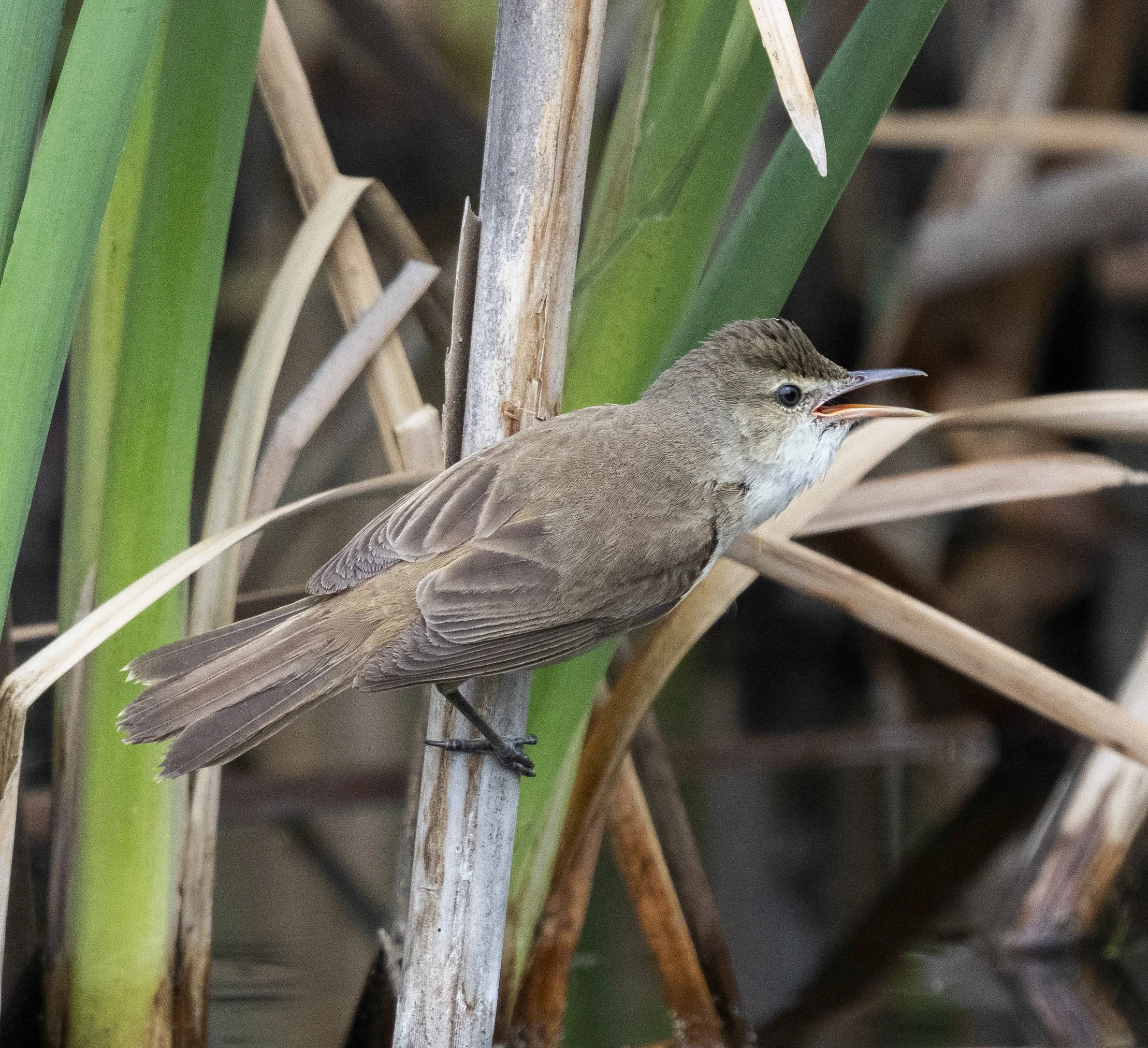 Australian Reed Warbler