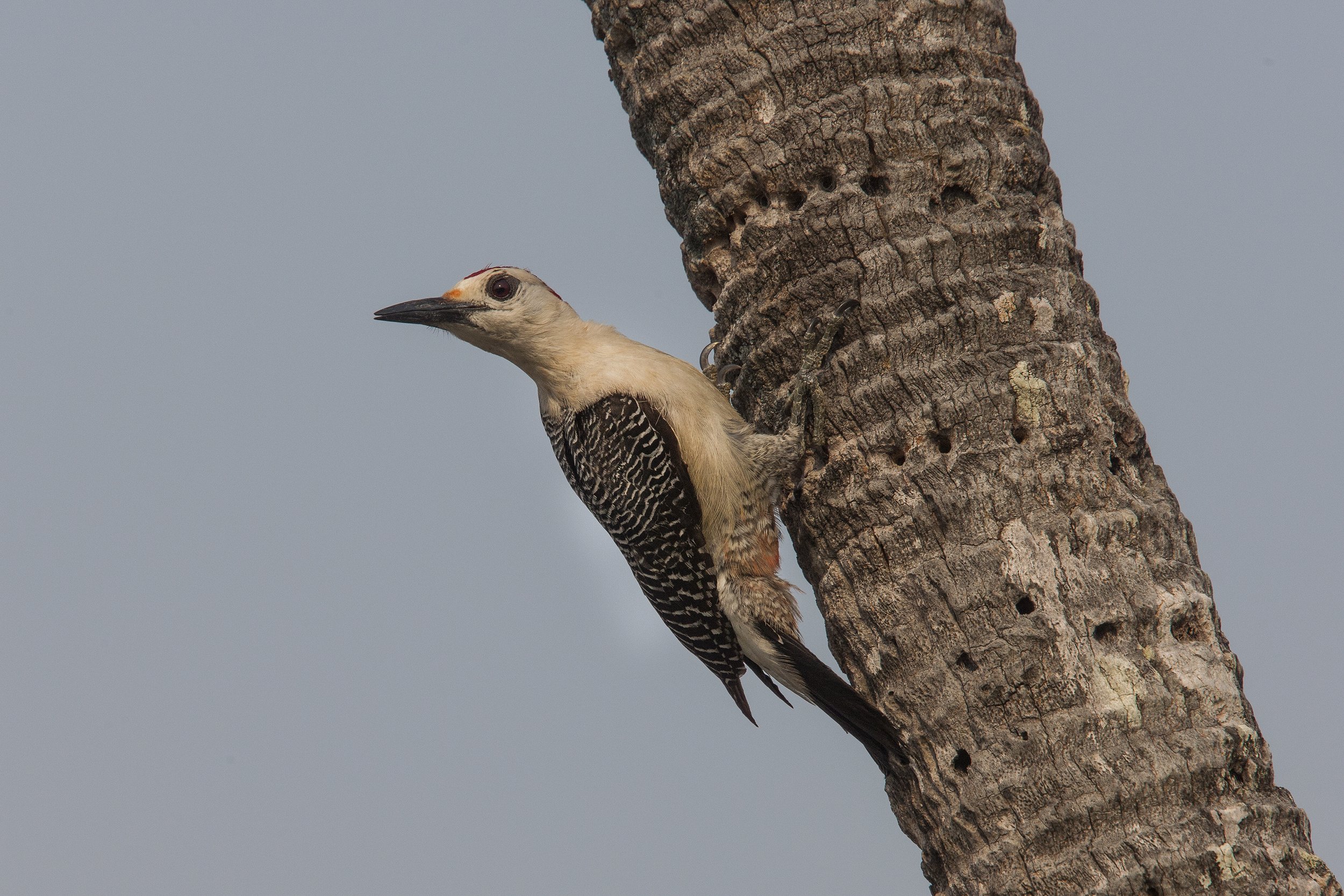 Golden Fronted Woodpecker