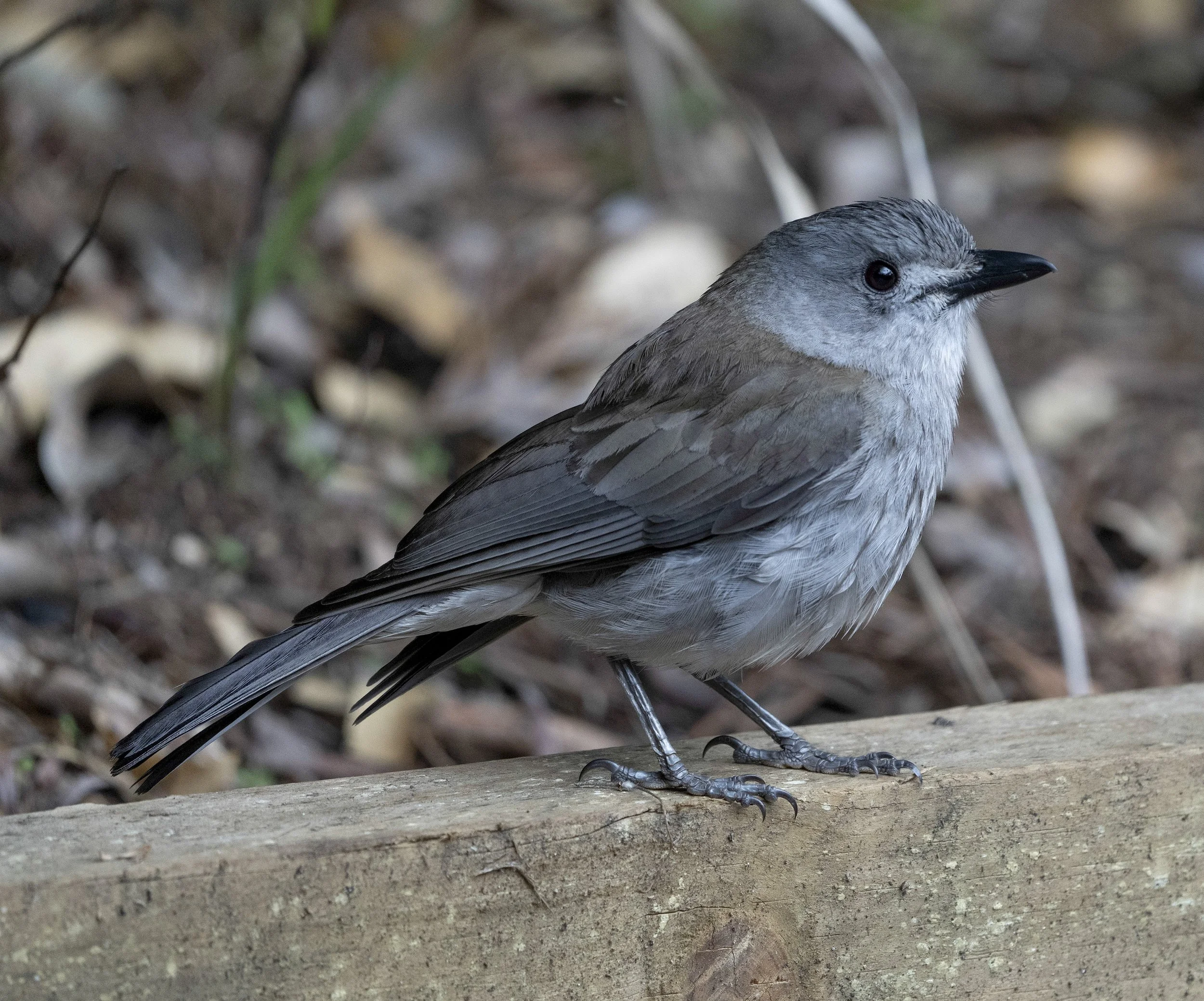 Gray Shrikethrush