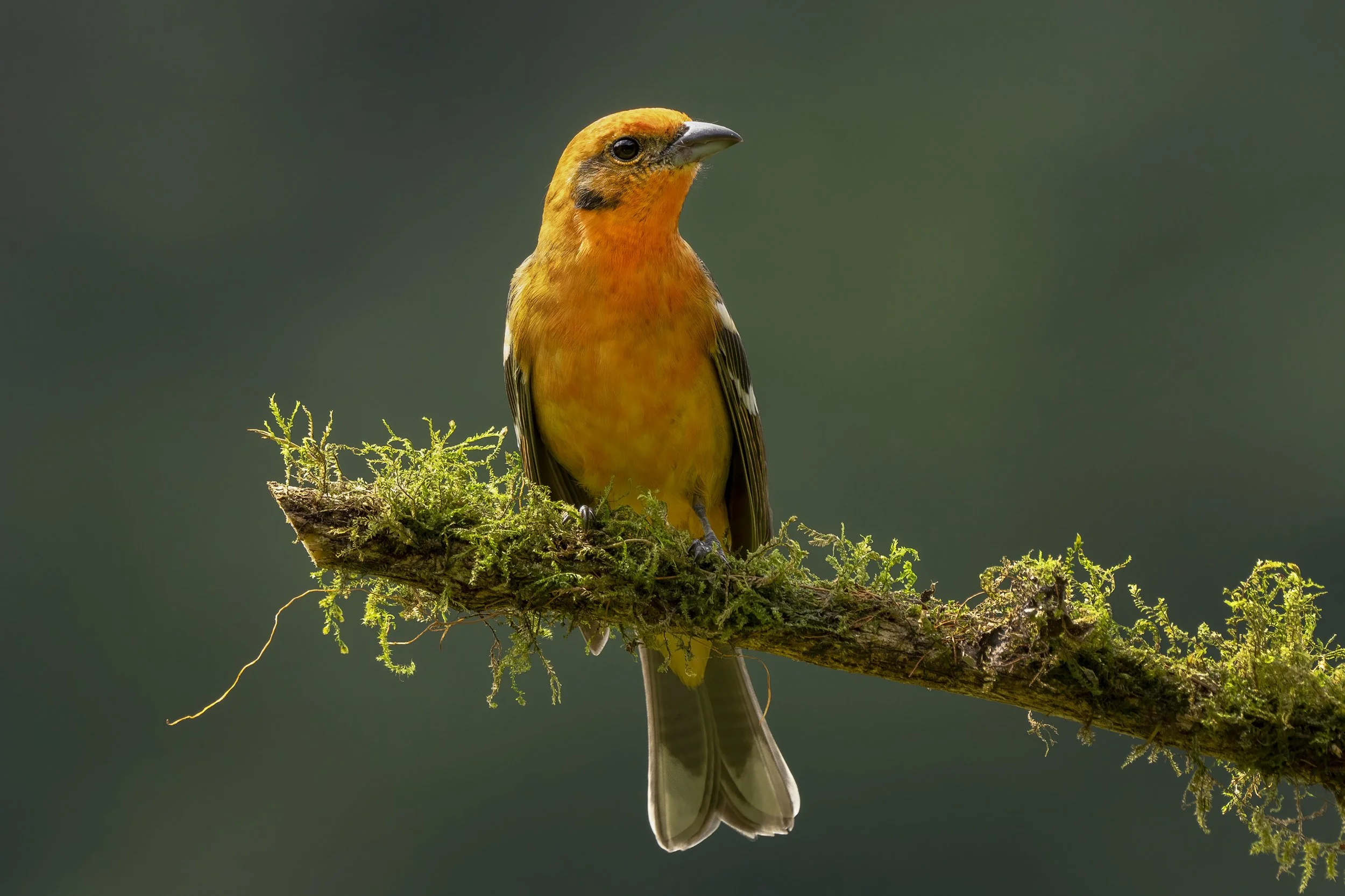 Flame-colored Tanager