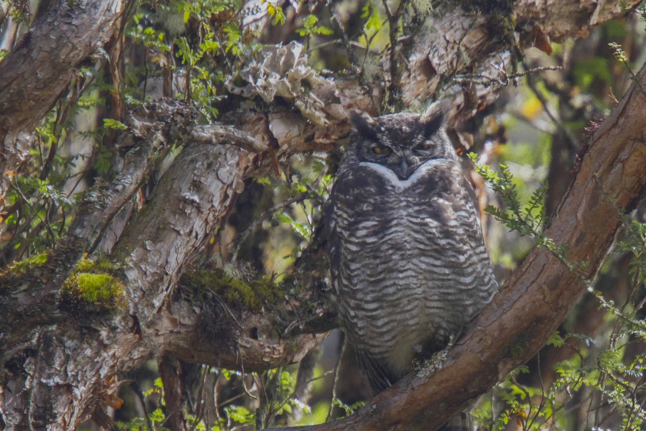 Great Horned Owl 
