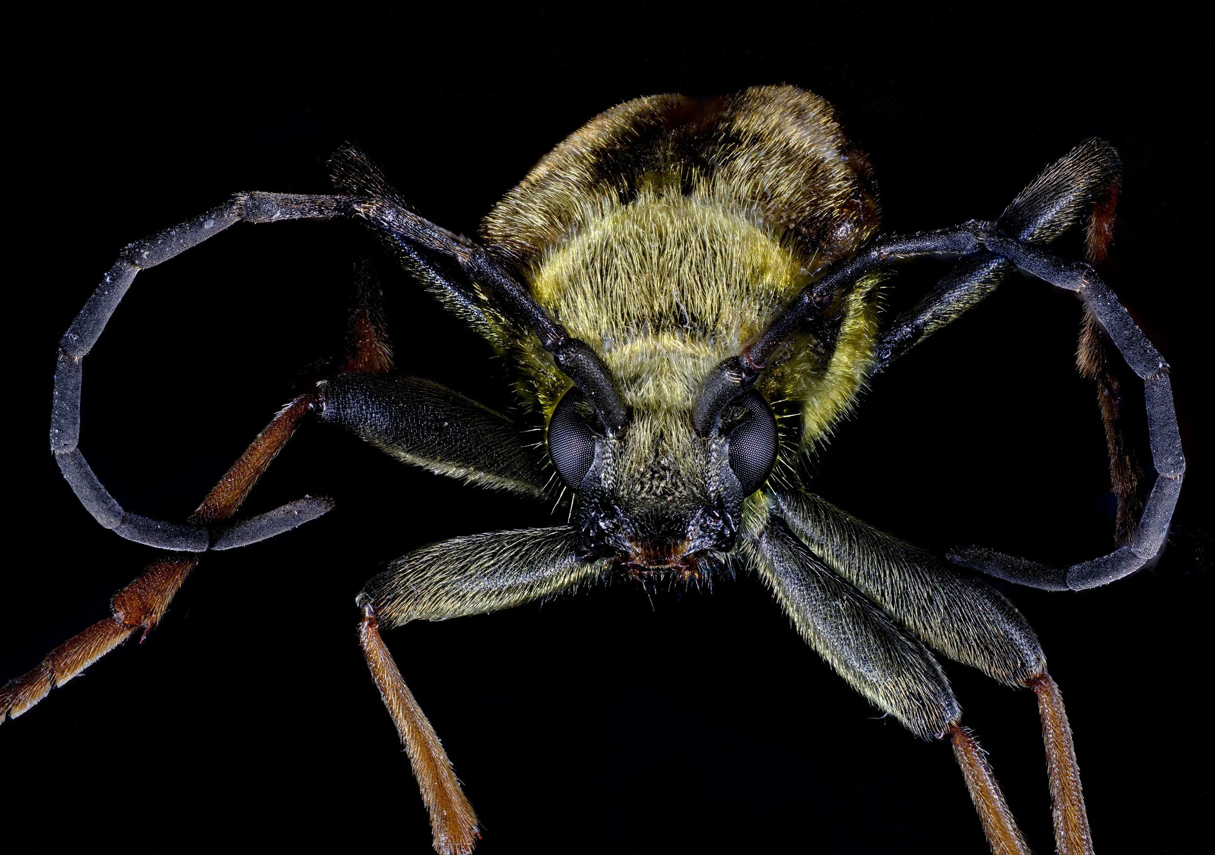 Longhorn Beetle -- Crossidius sp. ?_ 2.jpg
