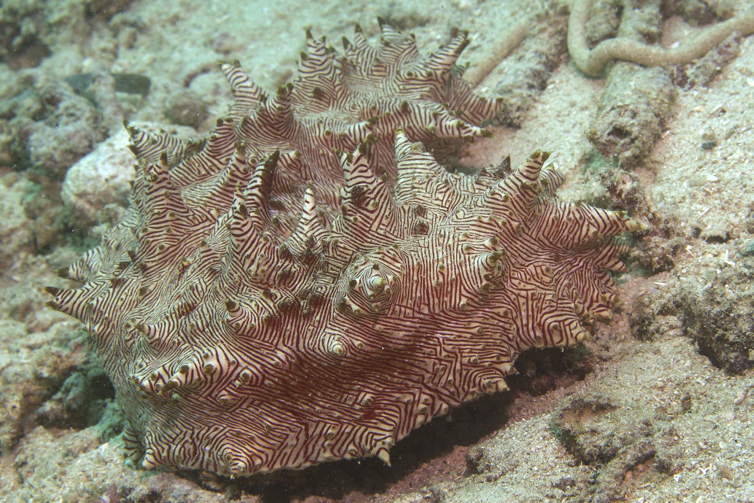 Halmahera_IMG_1635.jpg