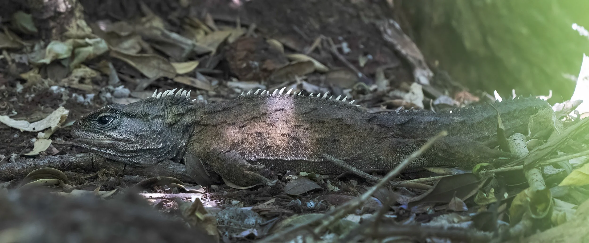 Tuatara, New Zealand
