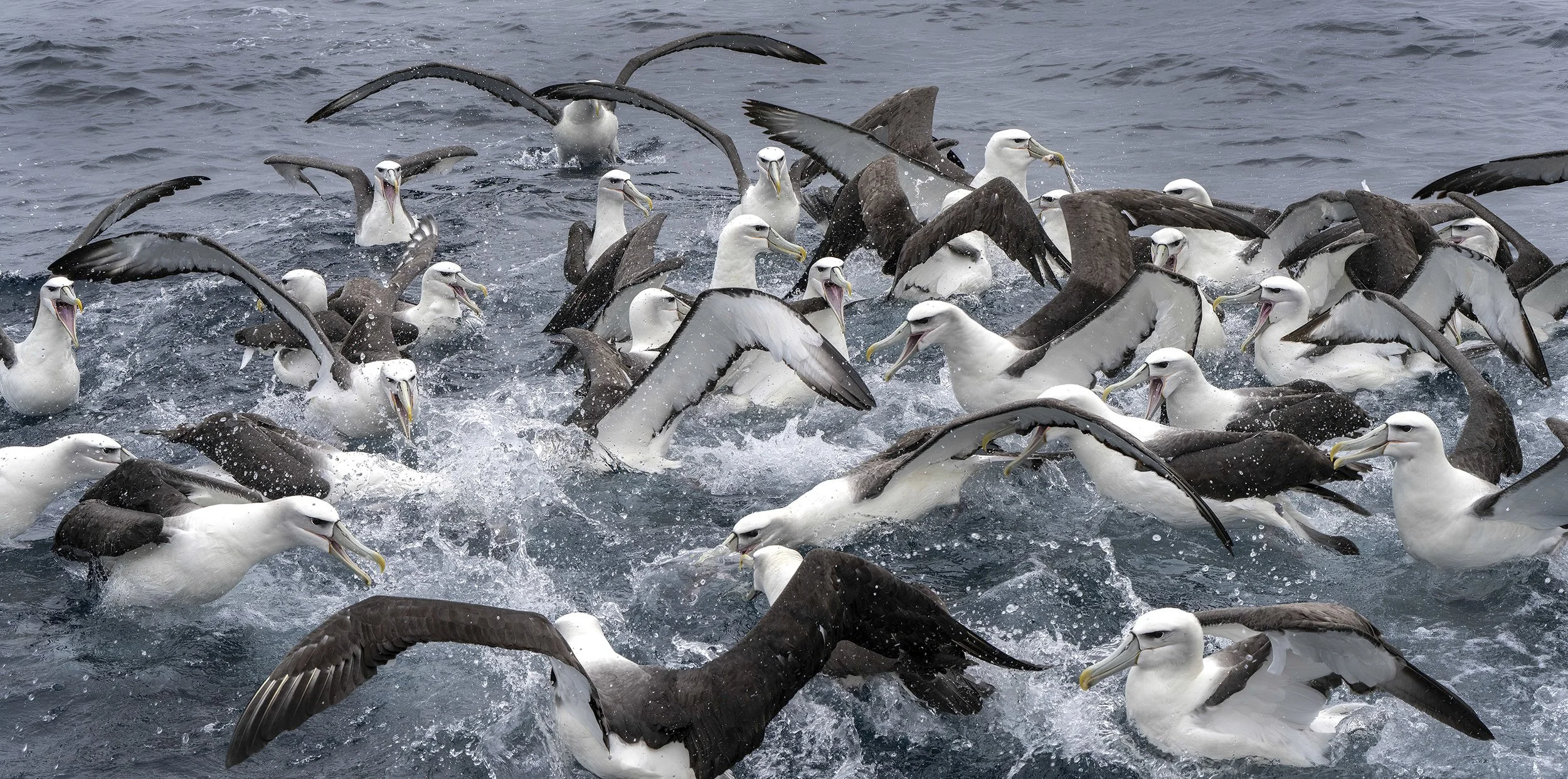 White Capped Albatross