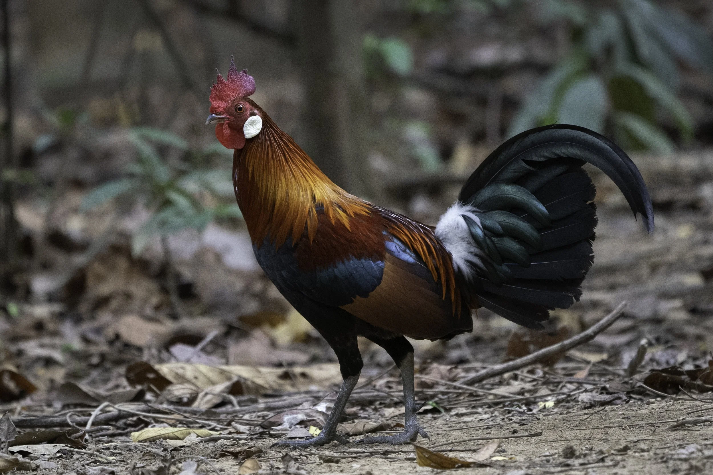Red Jungle Fowl