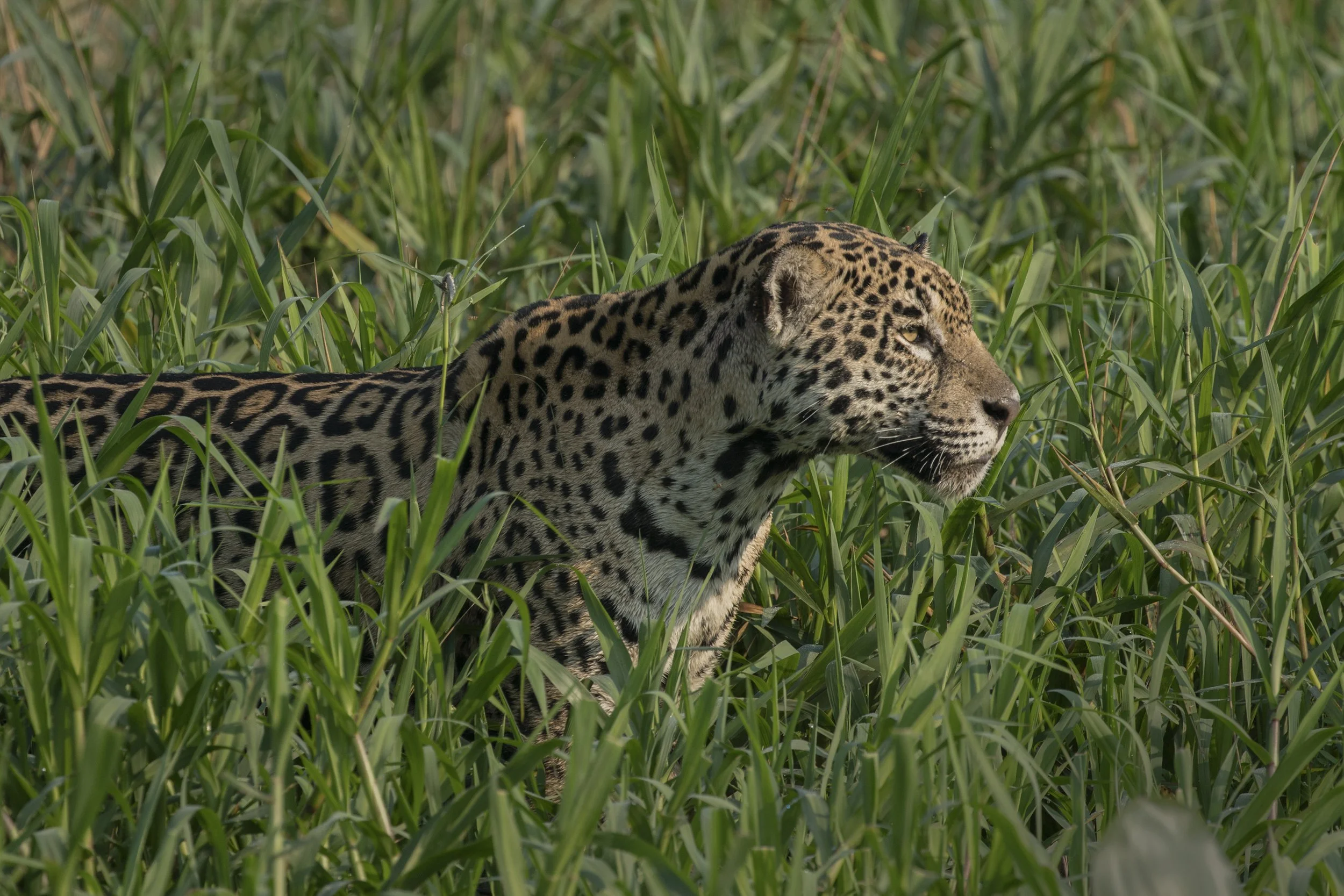 Jaguar
