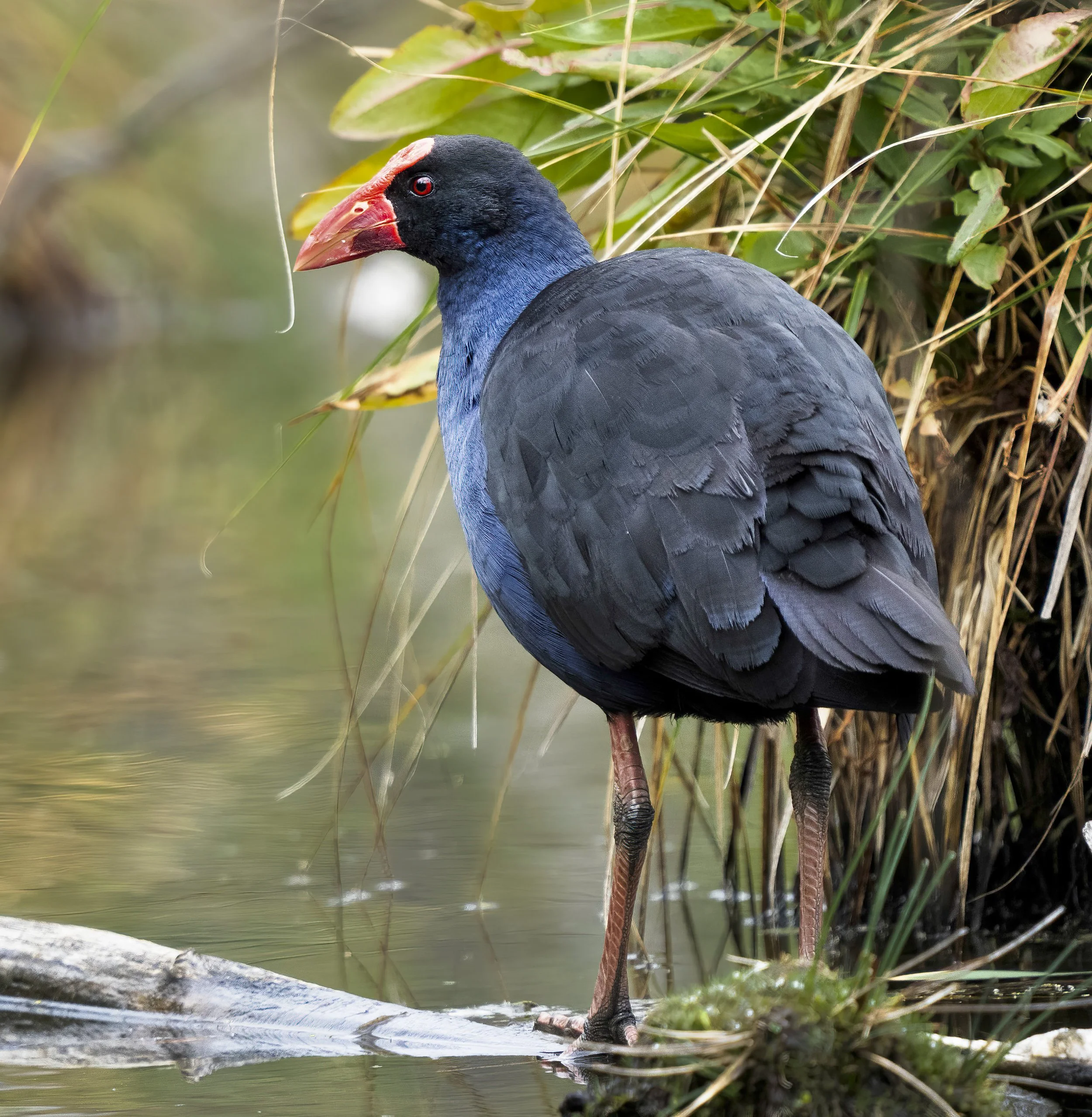 Australasian Swamphen