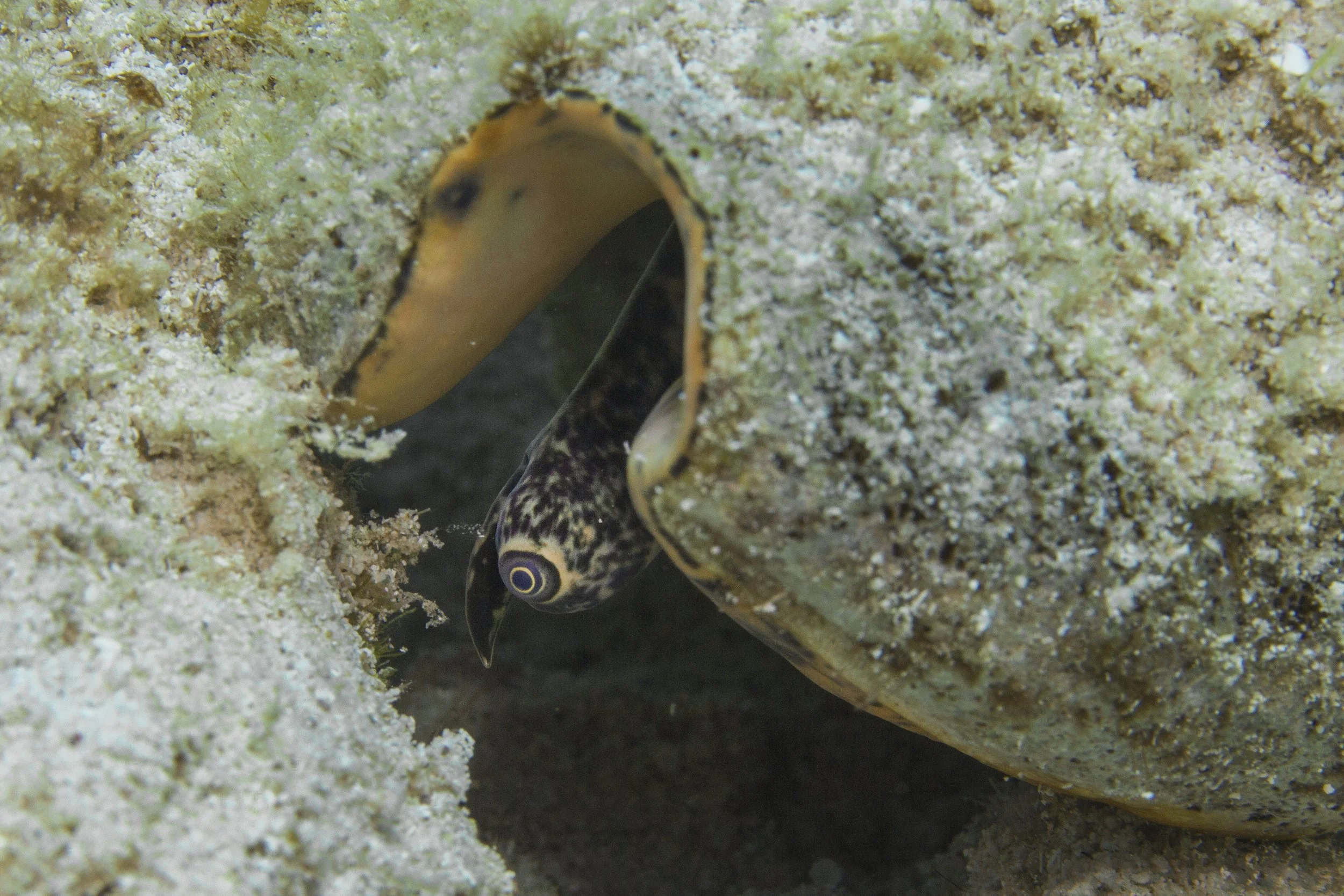 LittleCayman_IMG_8575.jpg