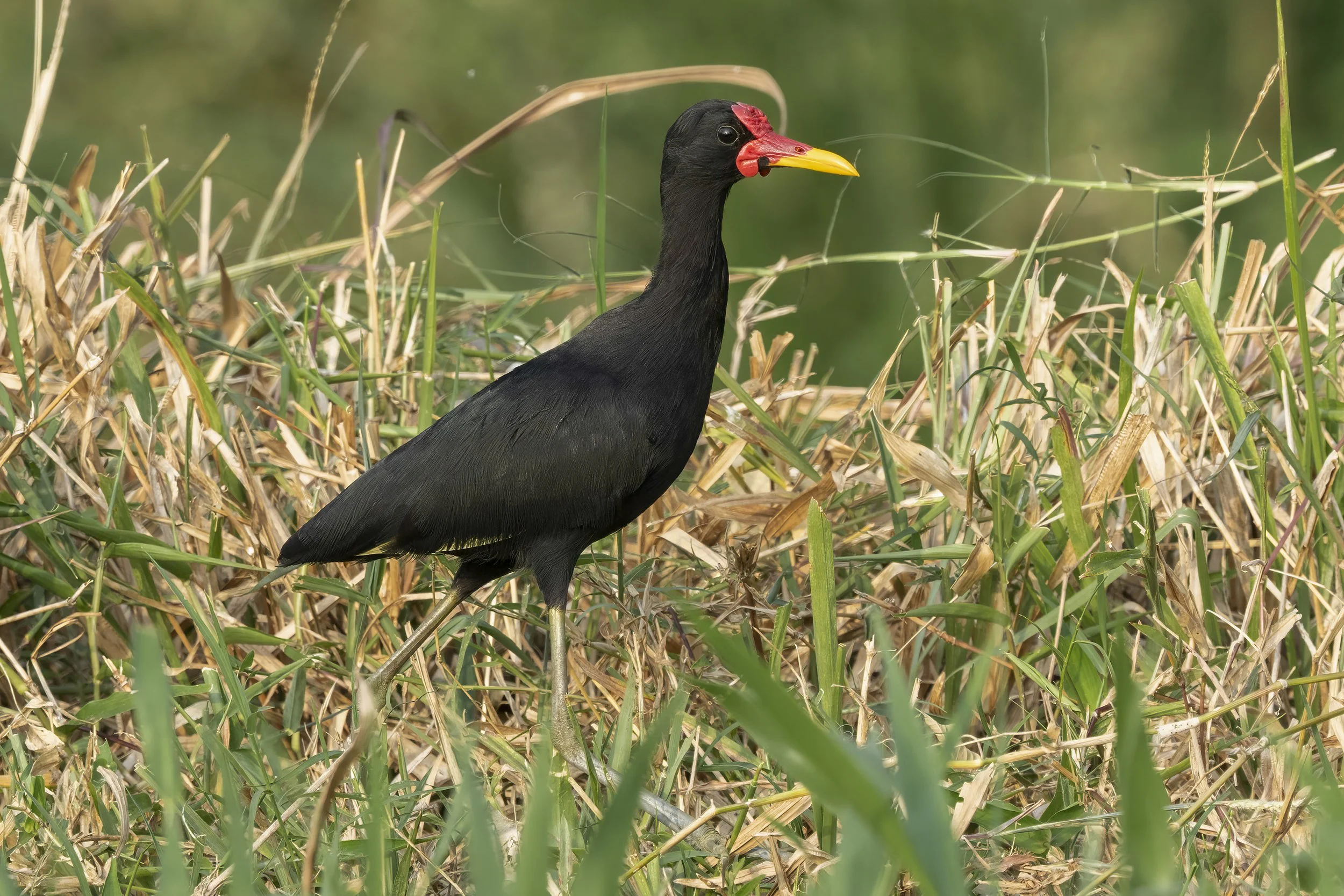 Wattled Jacana