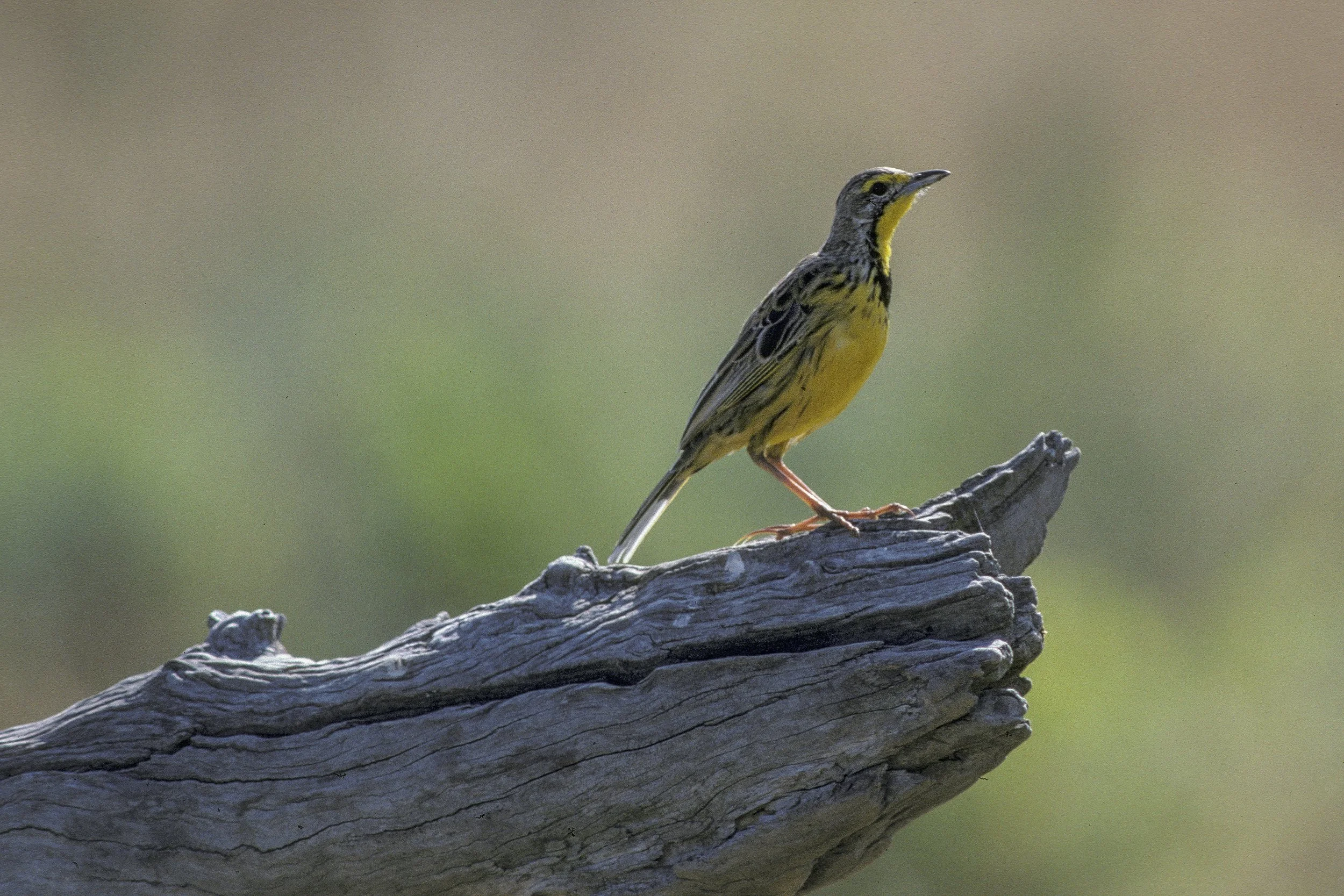 Yellow Throated Longclaw