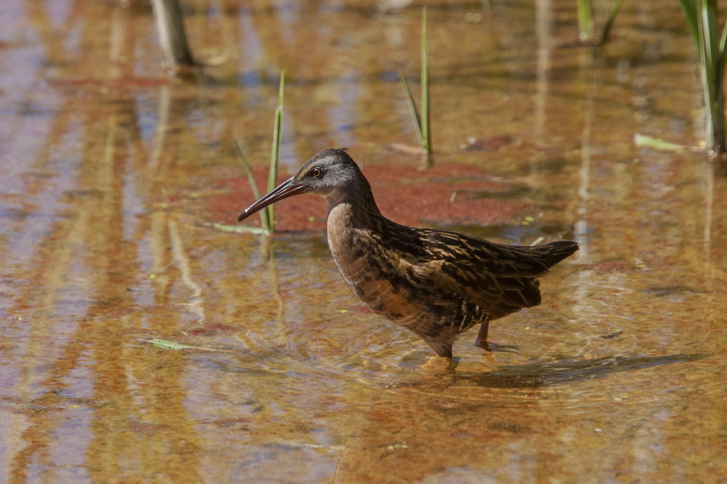  Virginia Rail
