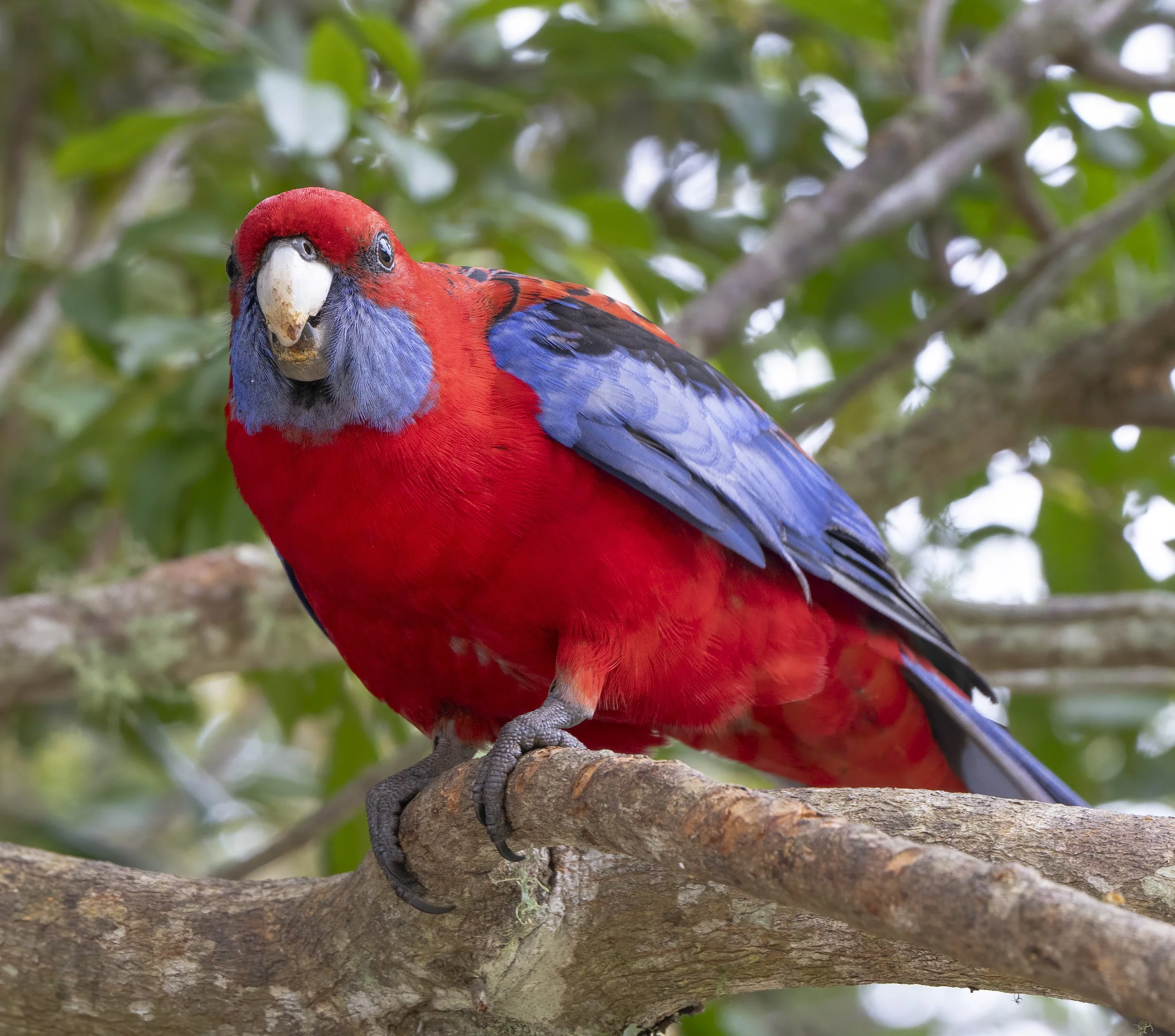 Crimson Rosella